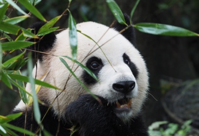 7 Days Panda Study Tour