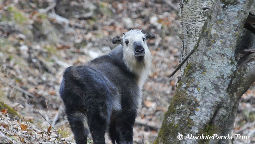 Takin-Baby-2009--(2)_副本.jpg