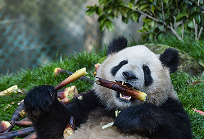 8 Days Panda Habitat Safari