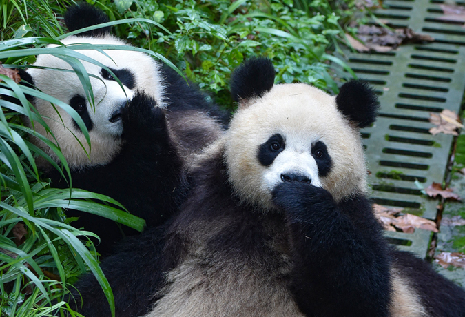 8 Days Panda Habitat Safari