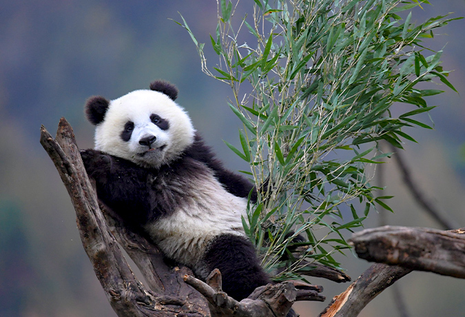 12 Days Panda Habitat & Snow Mountain Safari