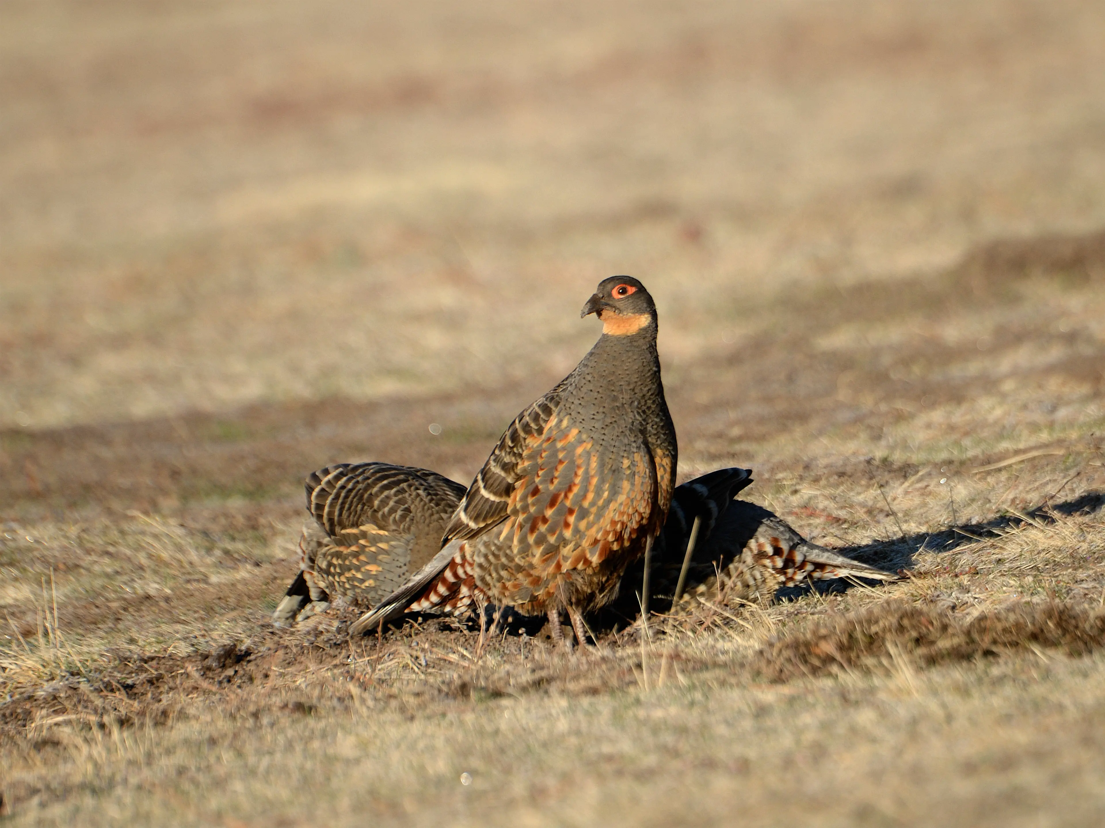 Partridge at Sichuan