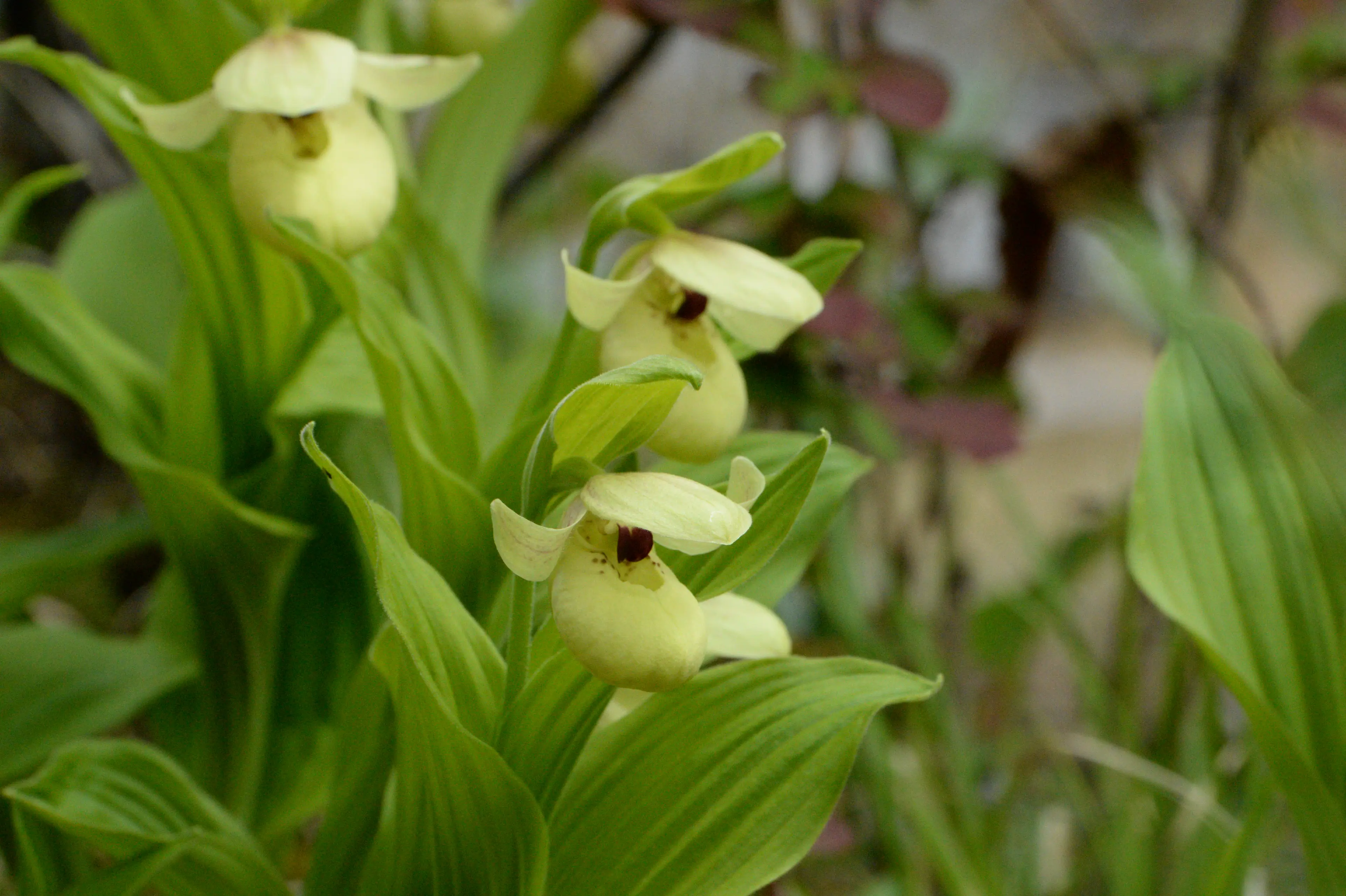 Wild orchid at Sichuan (2)