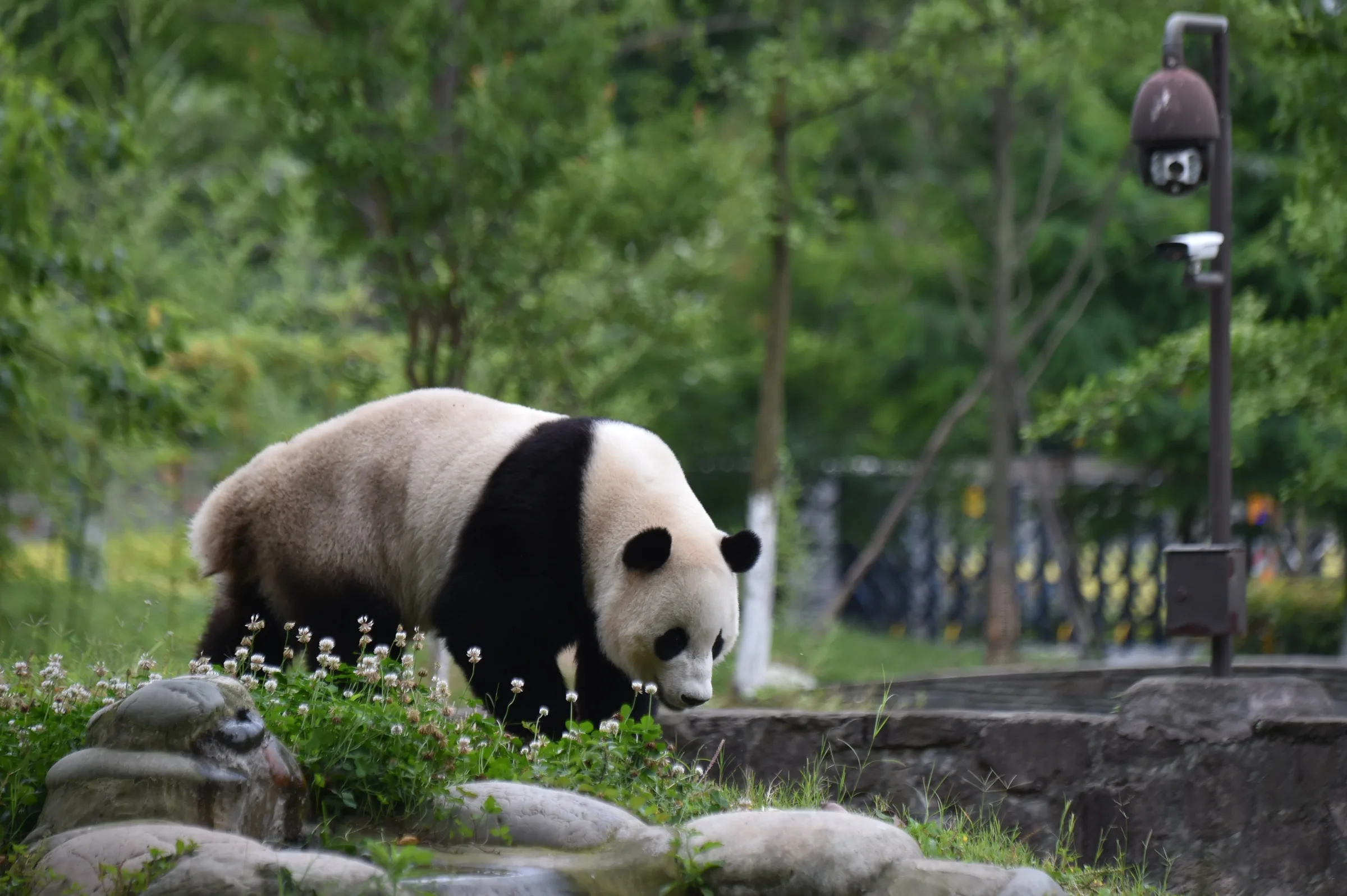 Giant panda at Dujiangyan