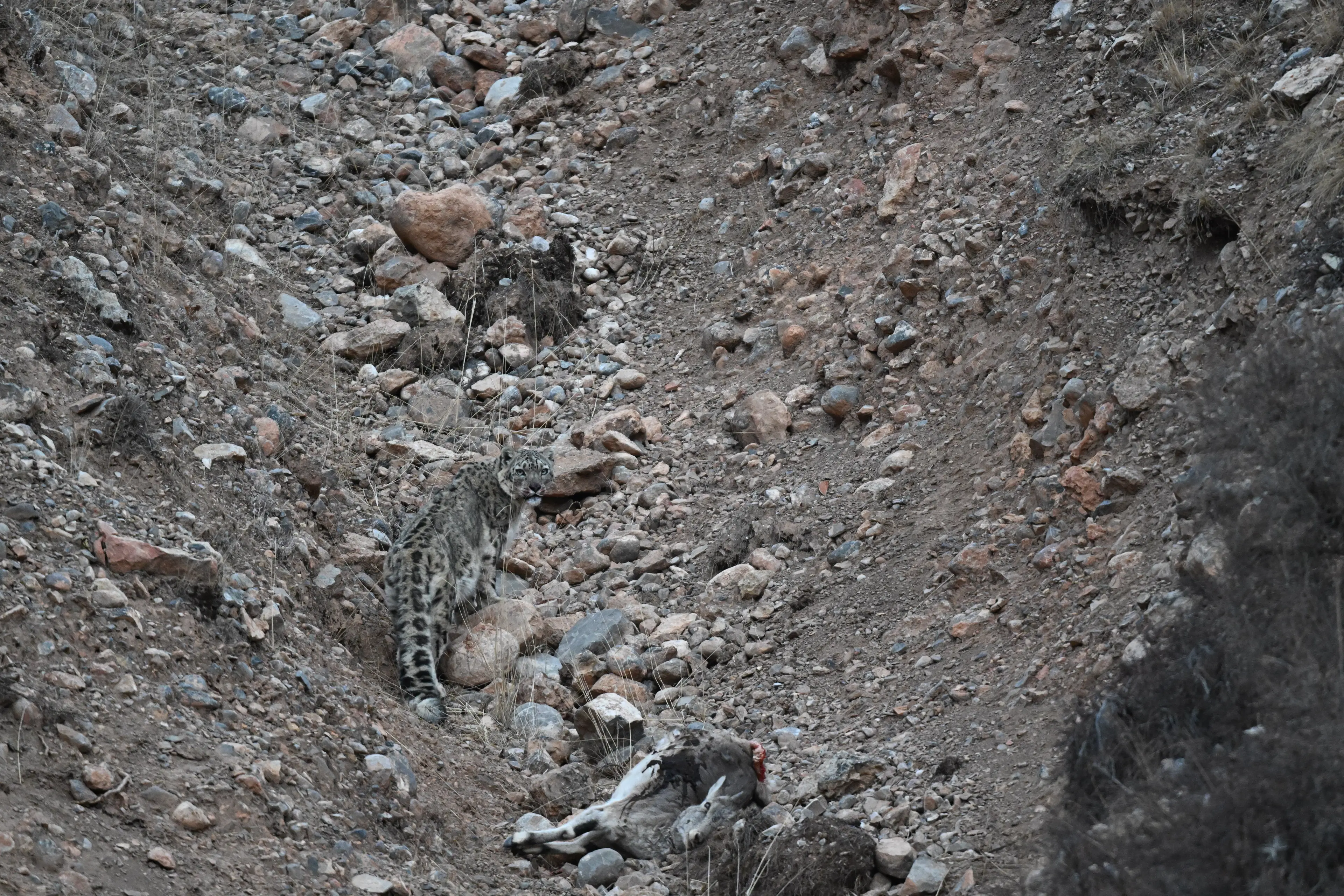 Snow leopard at Hoh Xil