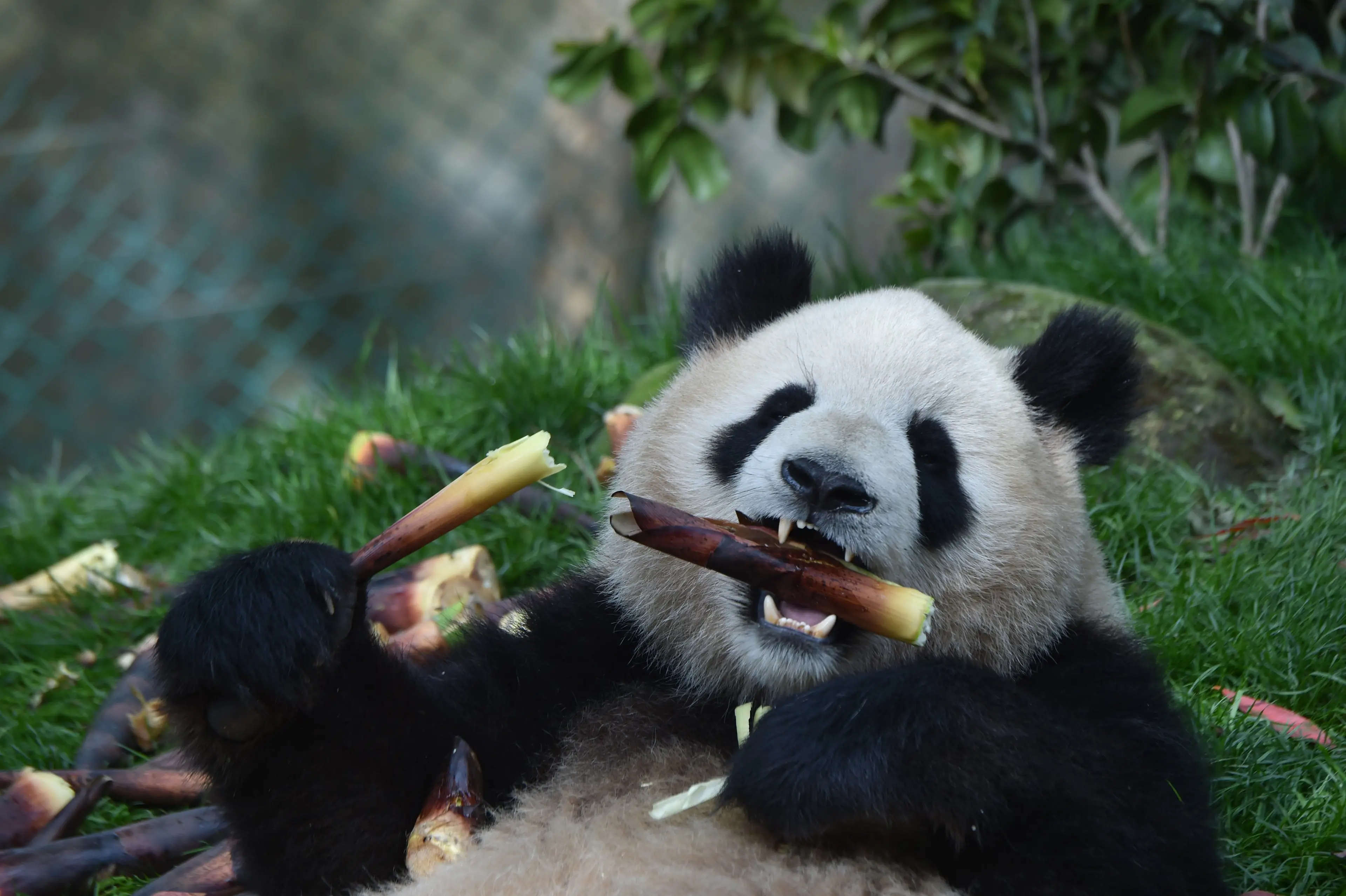 Giant panda at Chengdu (2)