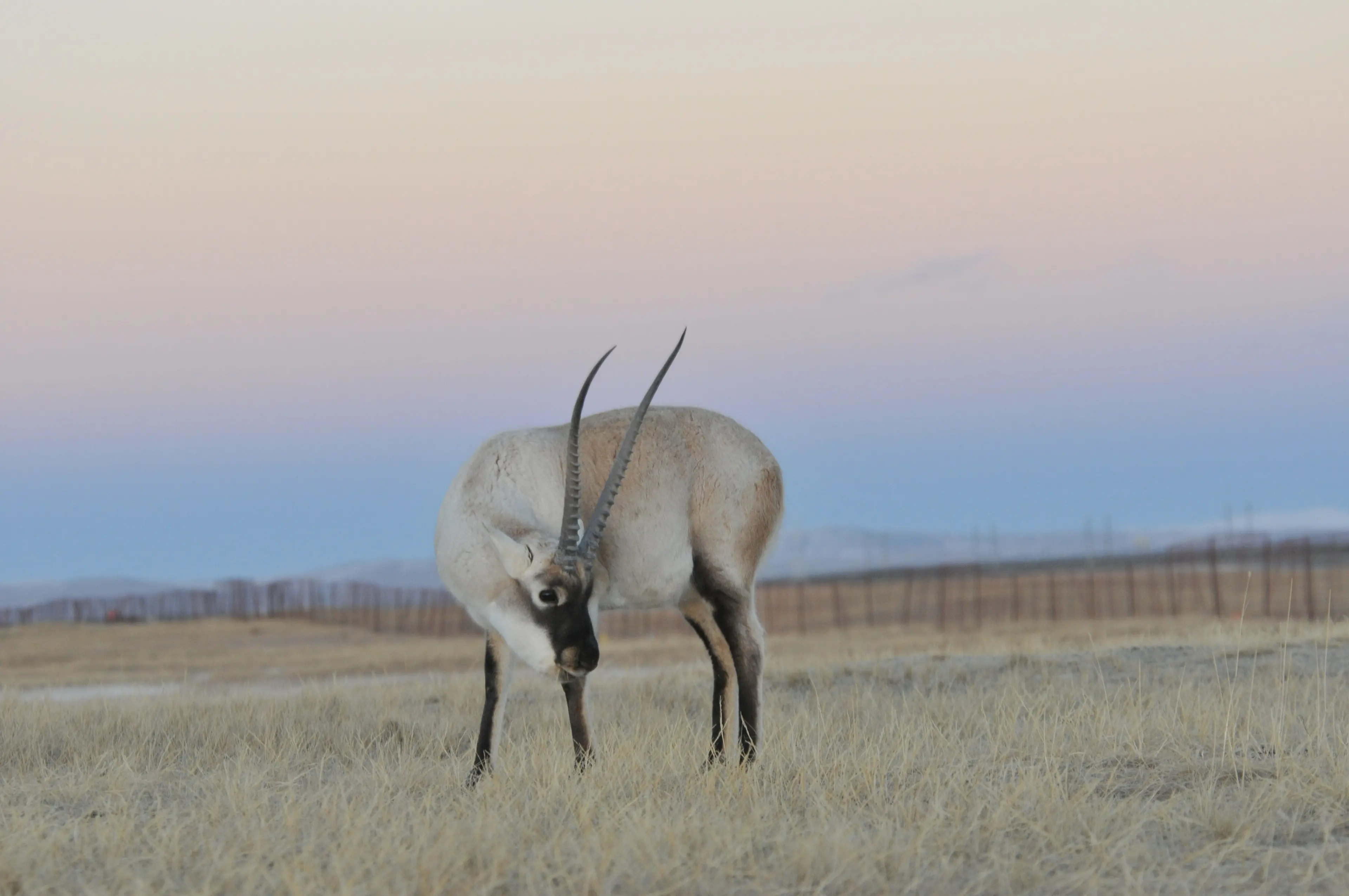 Tibetan antelope at Qinghai