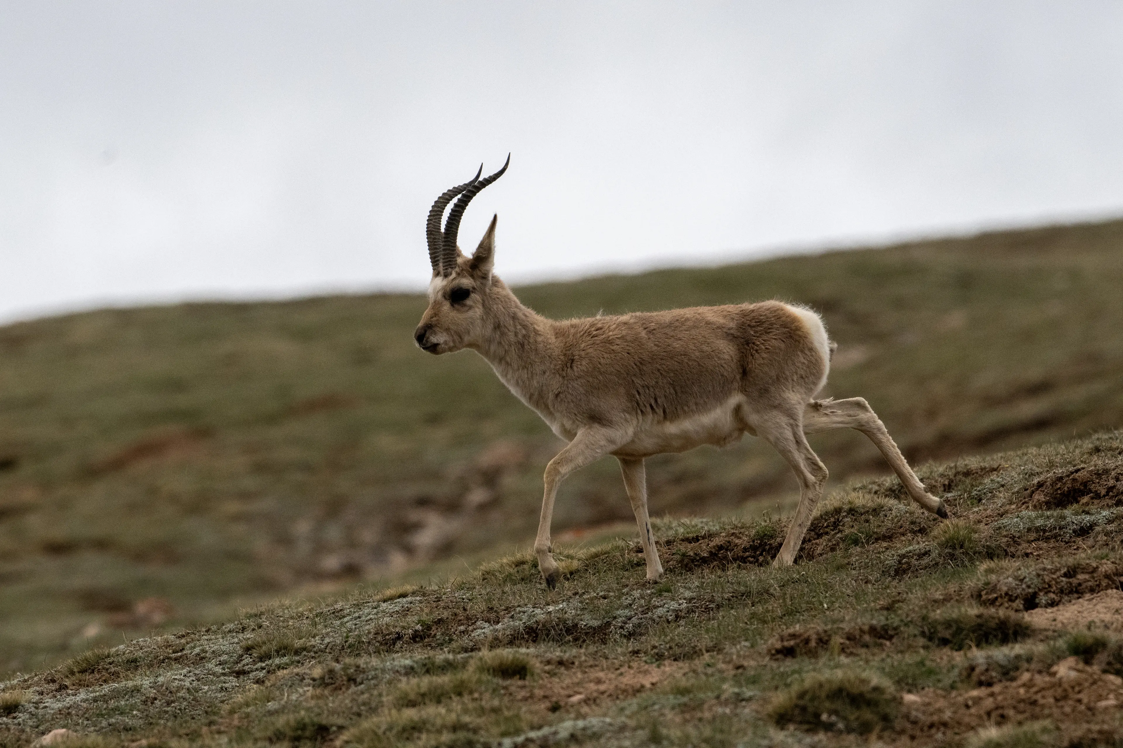 Tibetan gazelle at Qinghai
