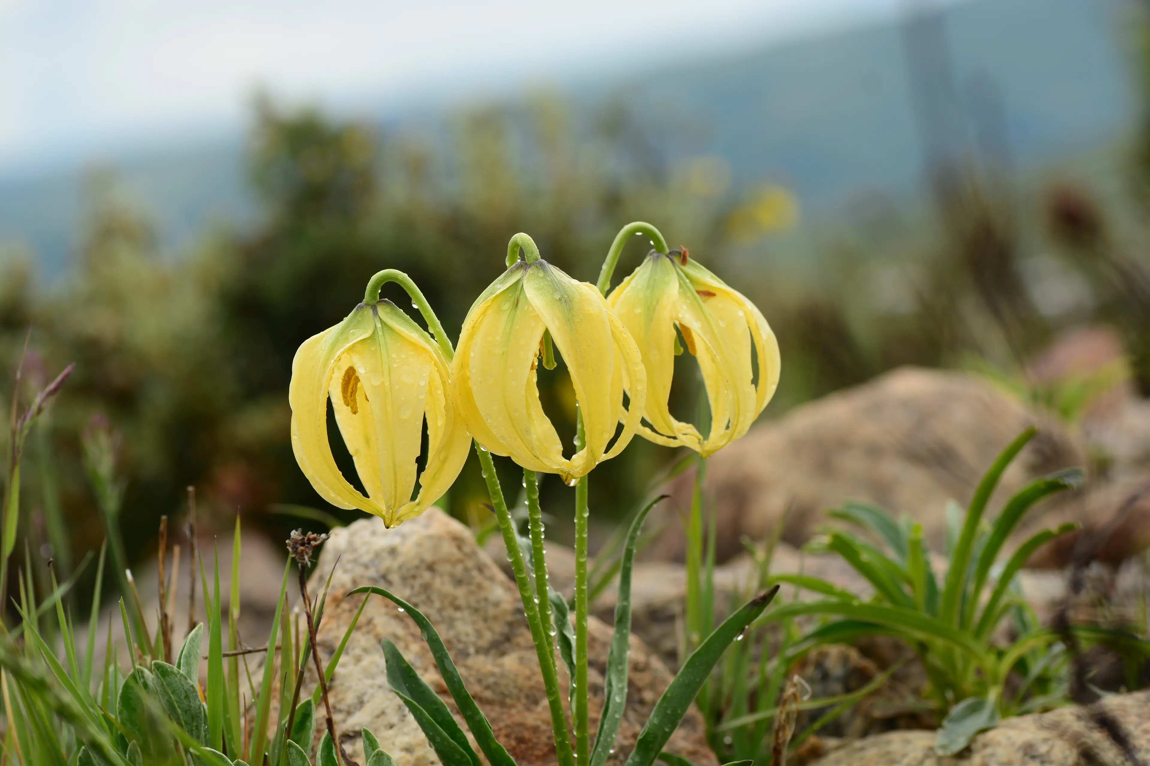 Wild lily at Sichuan (3)