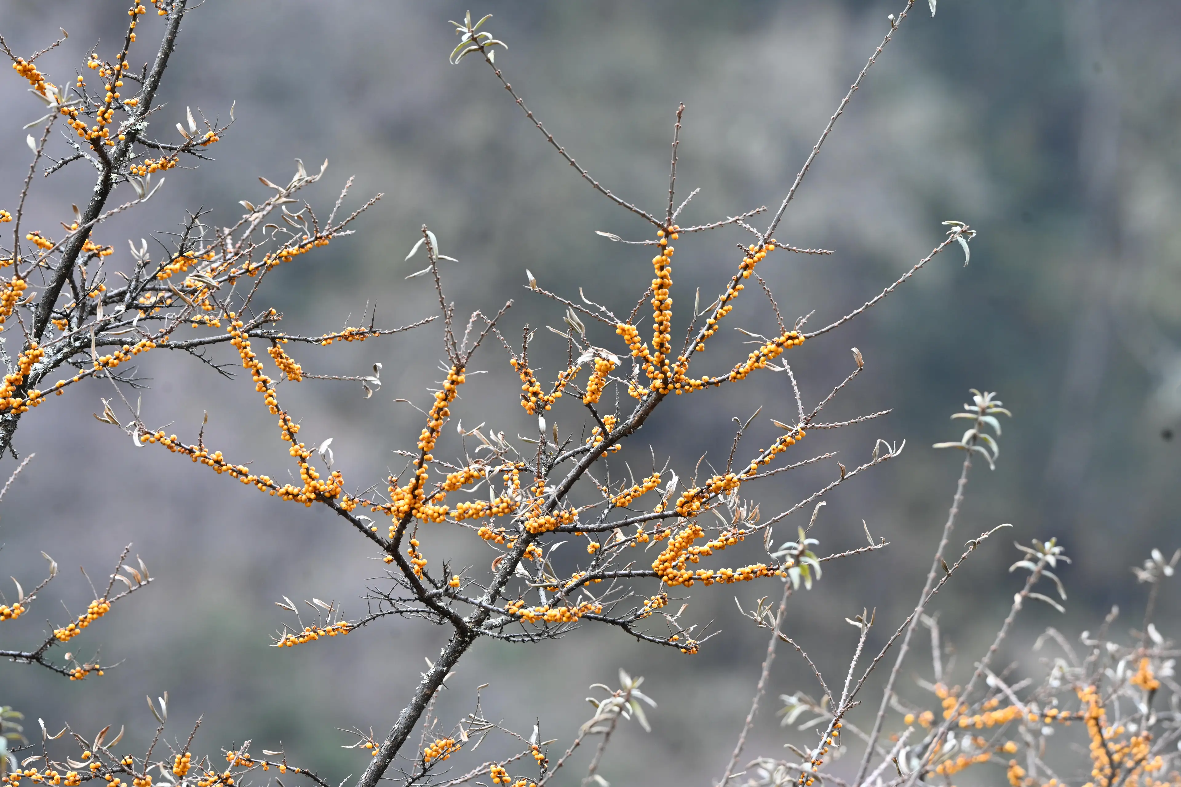 Sea buckthorn at Sichuan