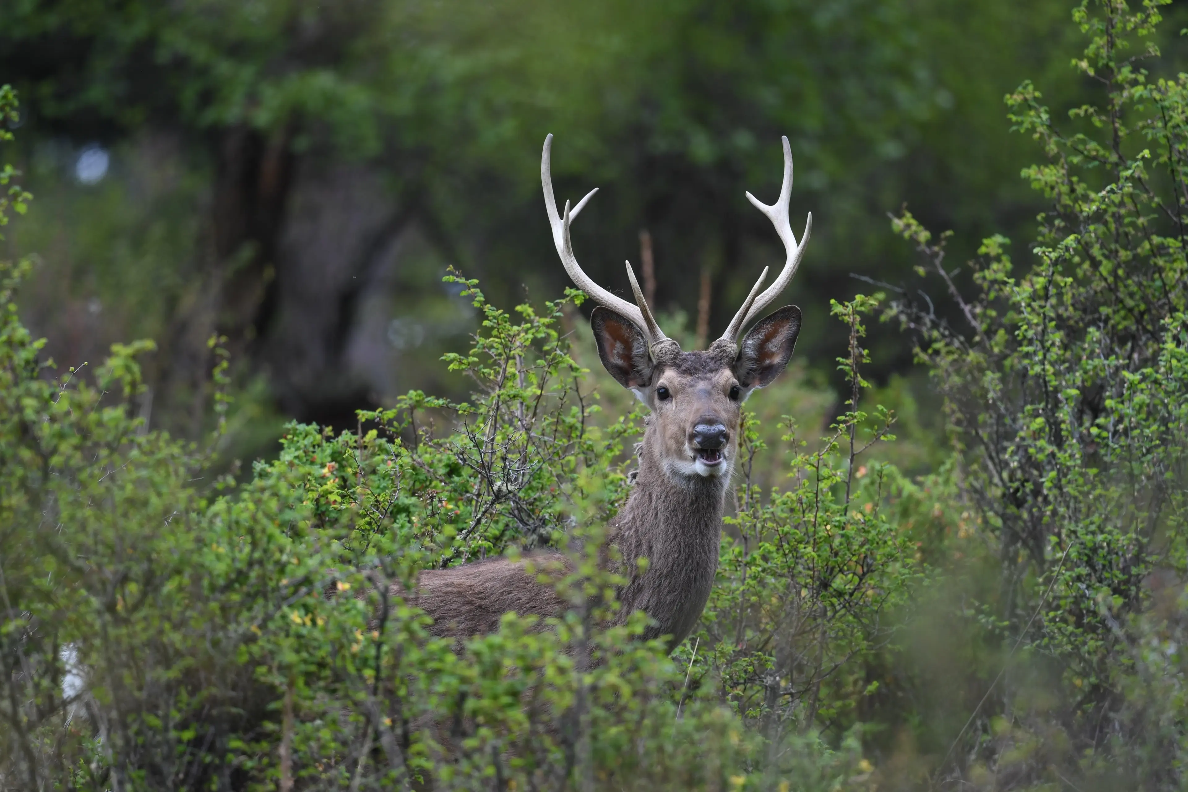 sika-deer-ruoergai.jpg