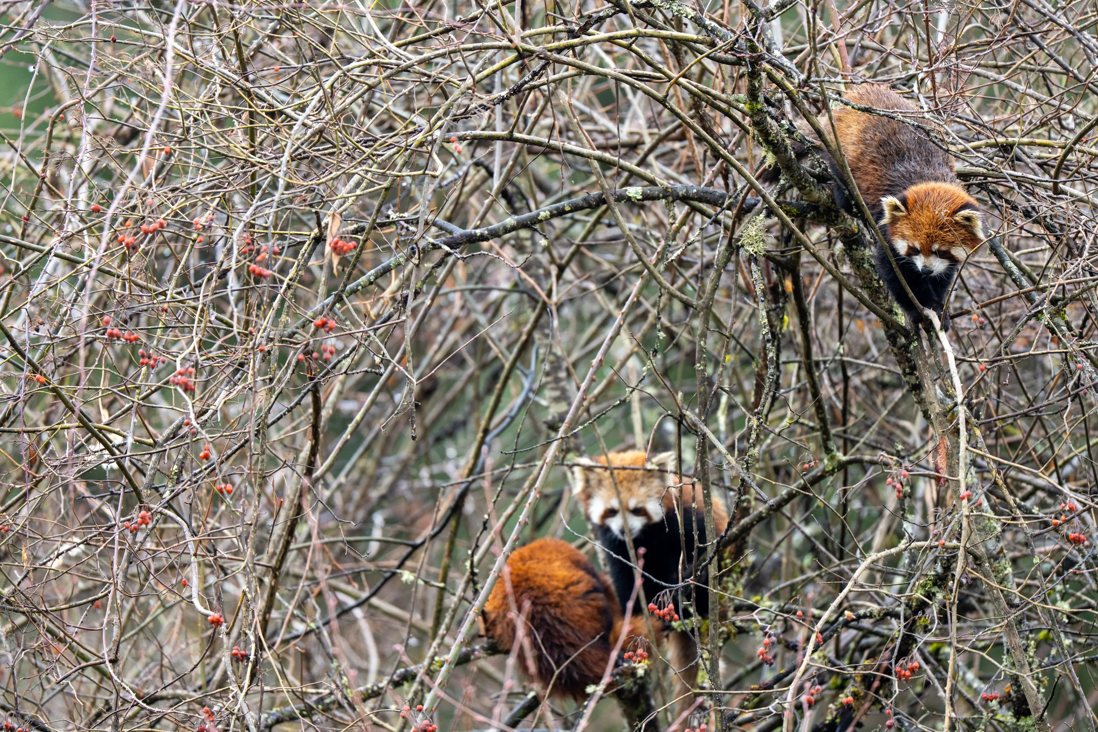 Three wild red pandas sharing a berry-laden tree at Labahe.