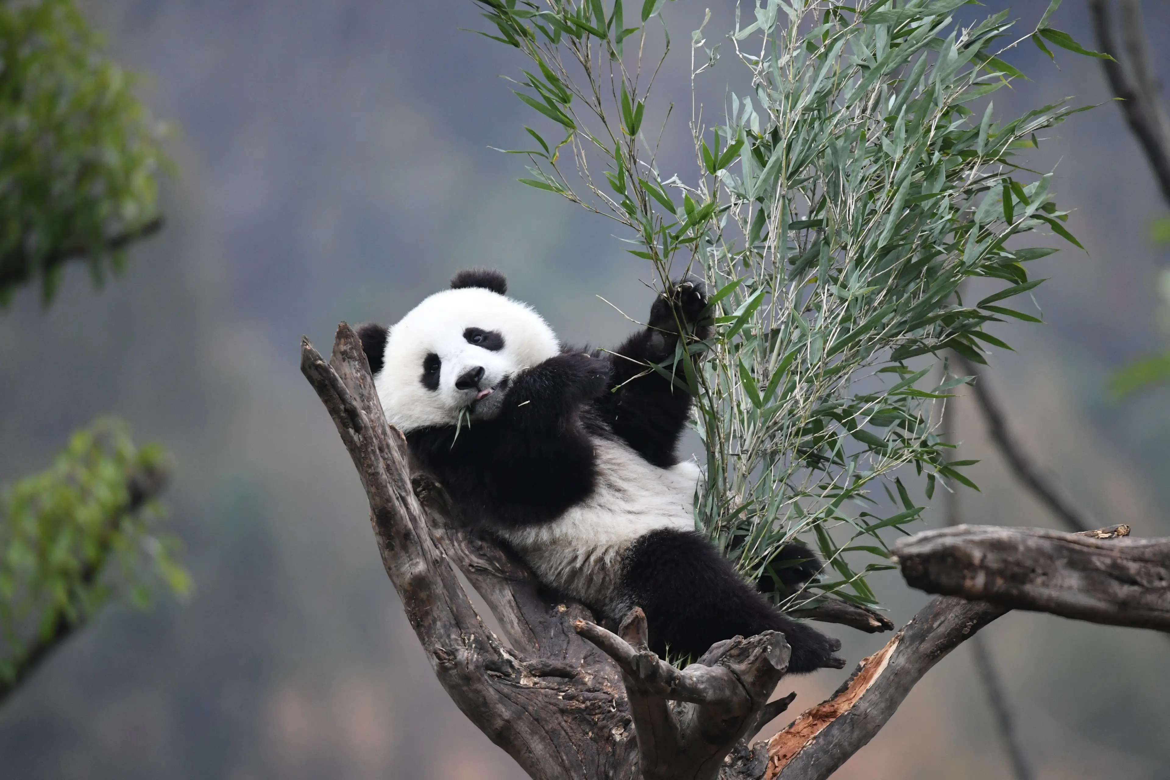 Giant panda at Wolong