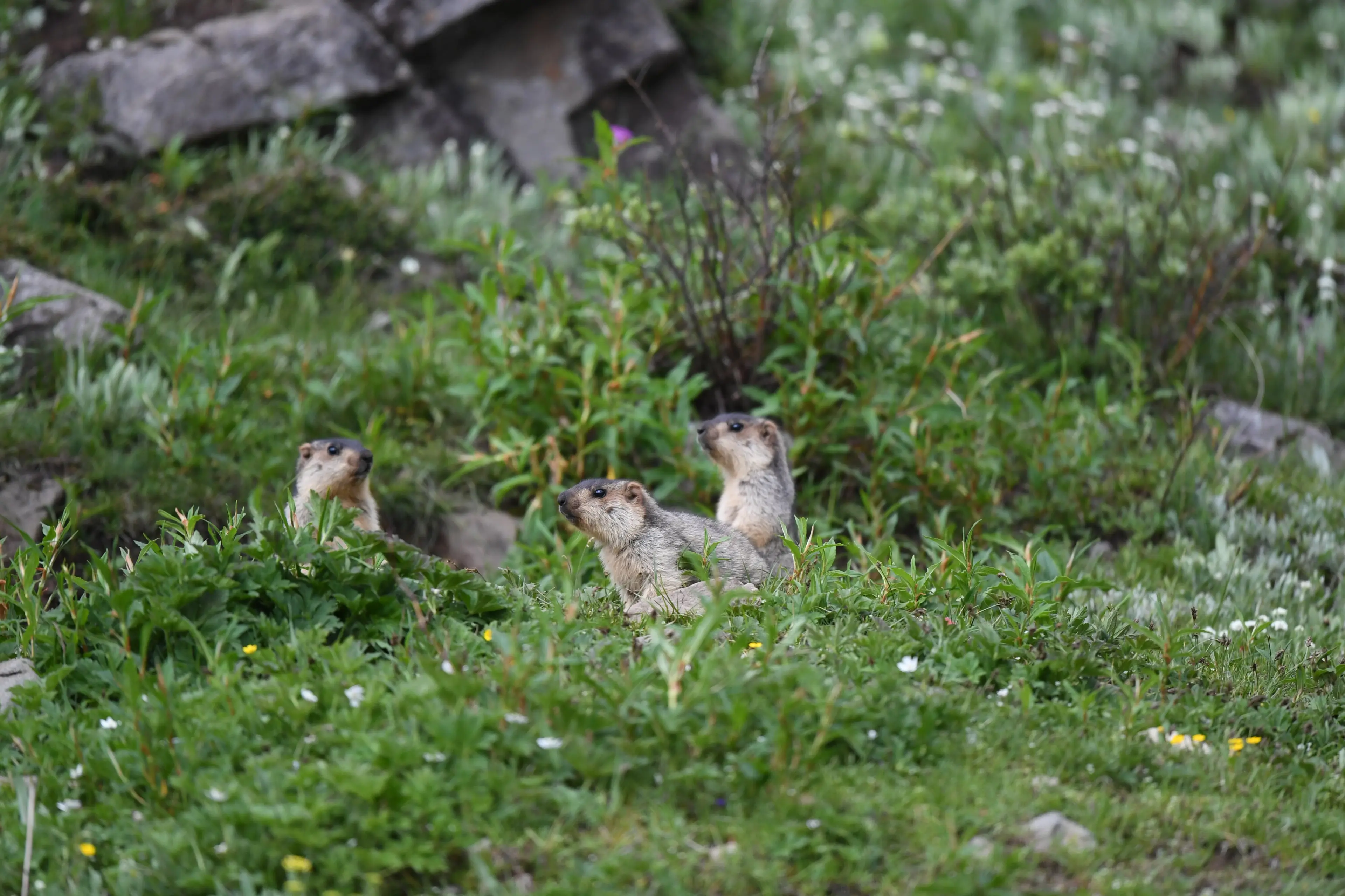 himalayan-marmot-ruoergai.jpg