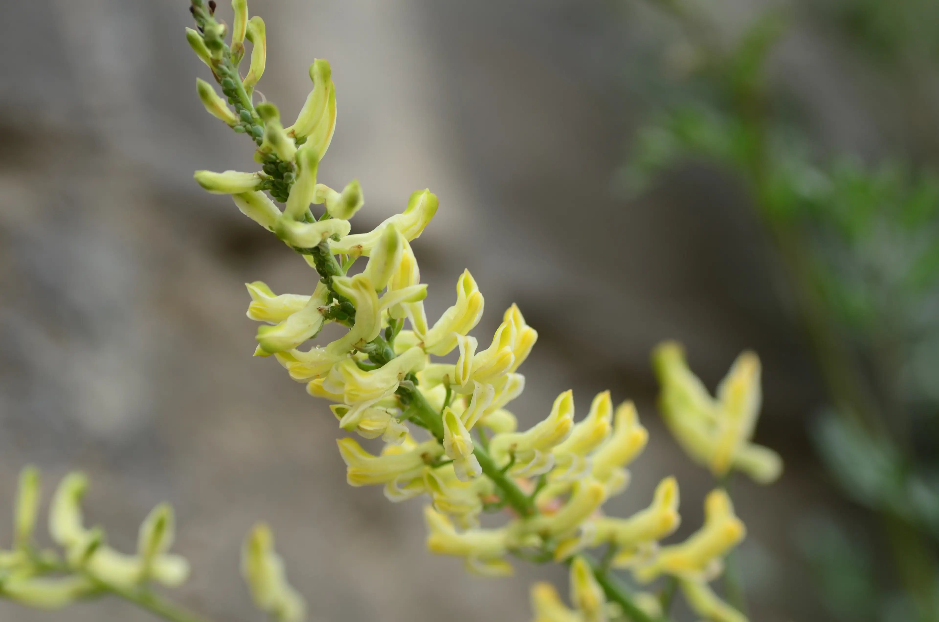 Wildflower at Sichuan