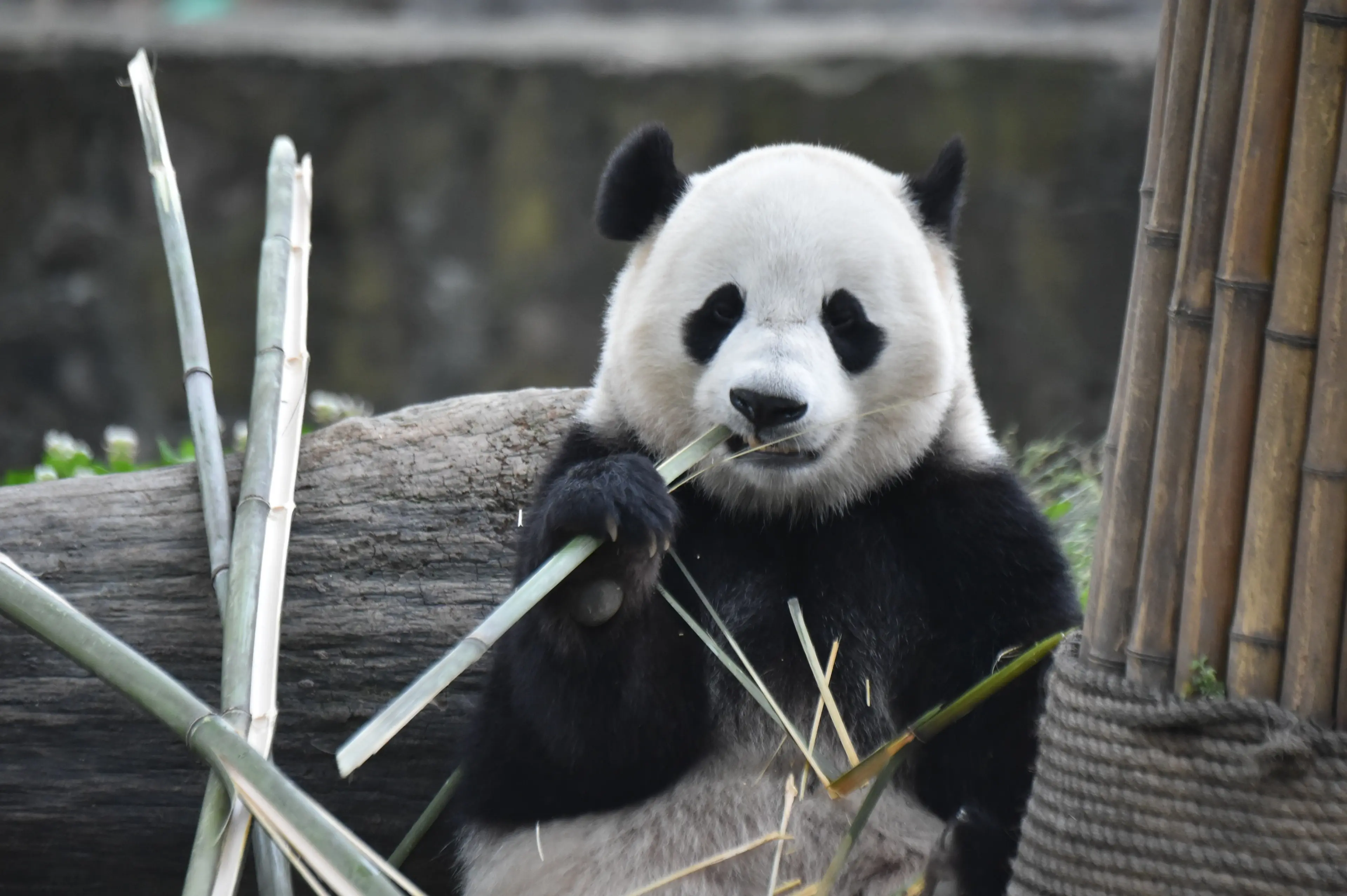 Giant panda at Dujiangyan, portrait