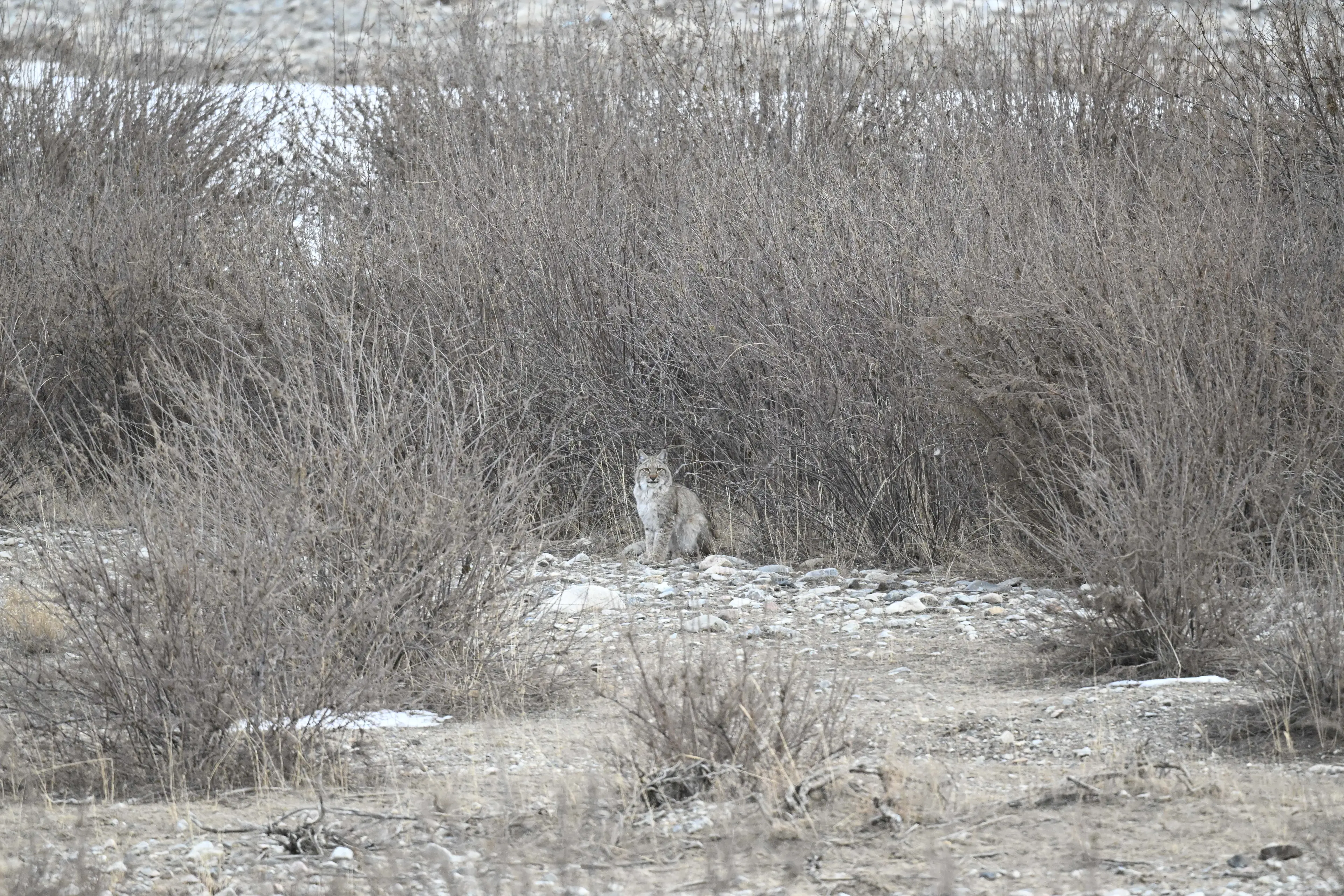 Eurasian lynx at Qinghai