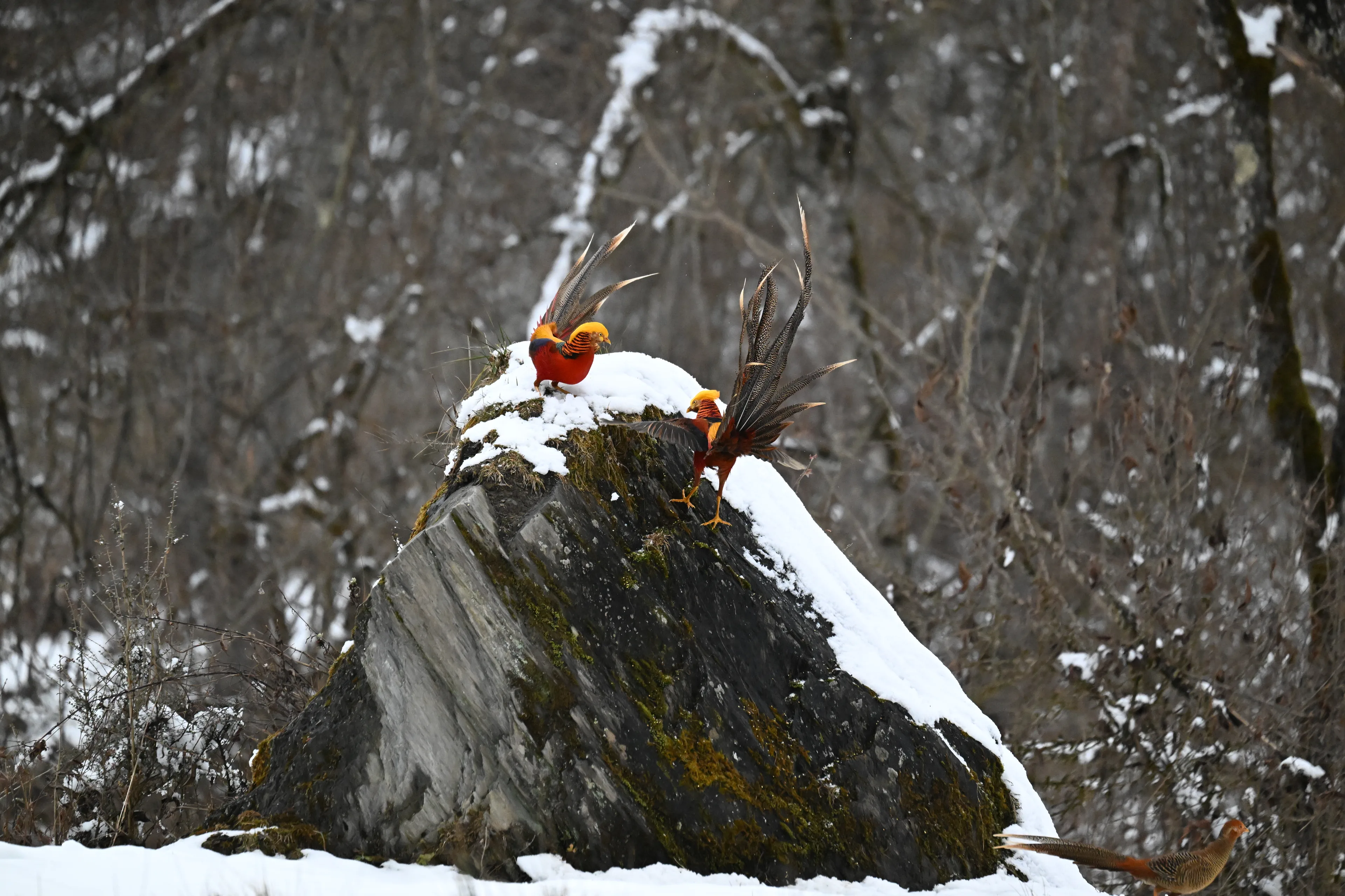 golden pheasant fighting during snow