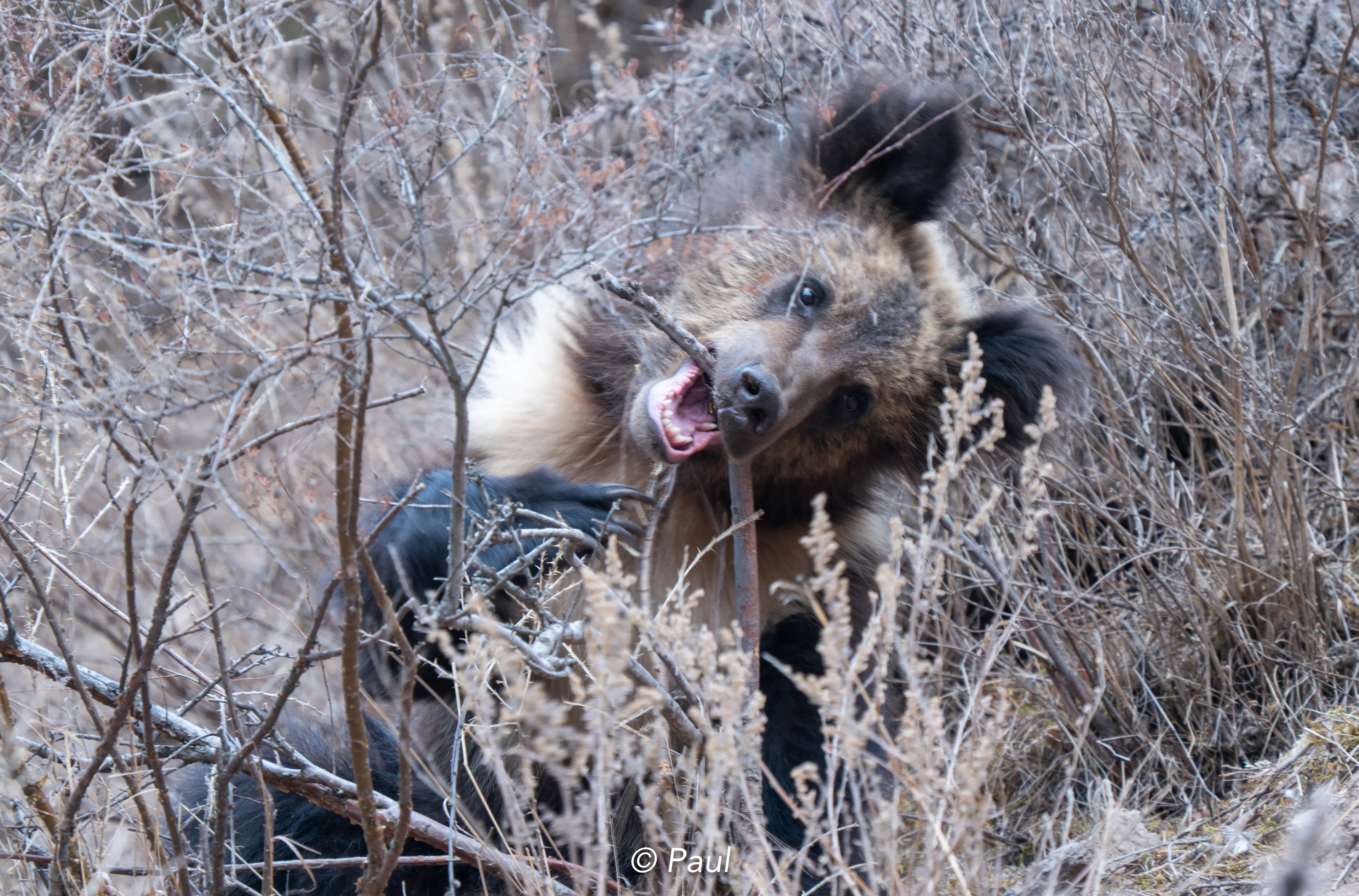 Tibetan brown bear at Qinghai