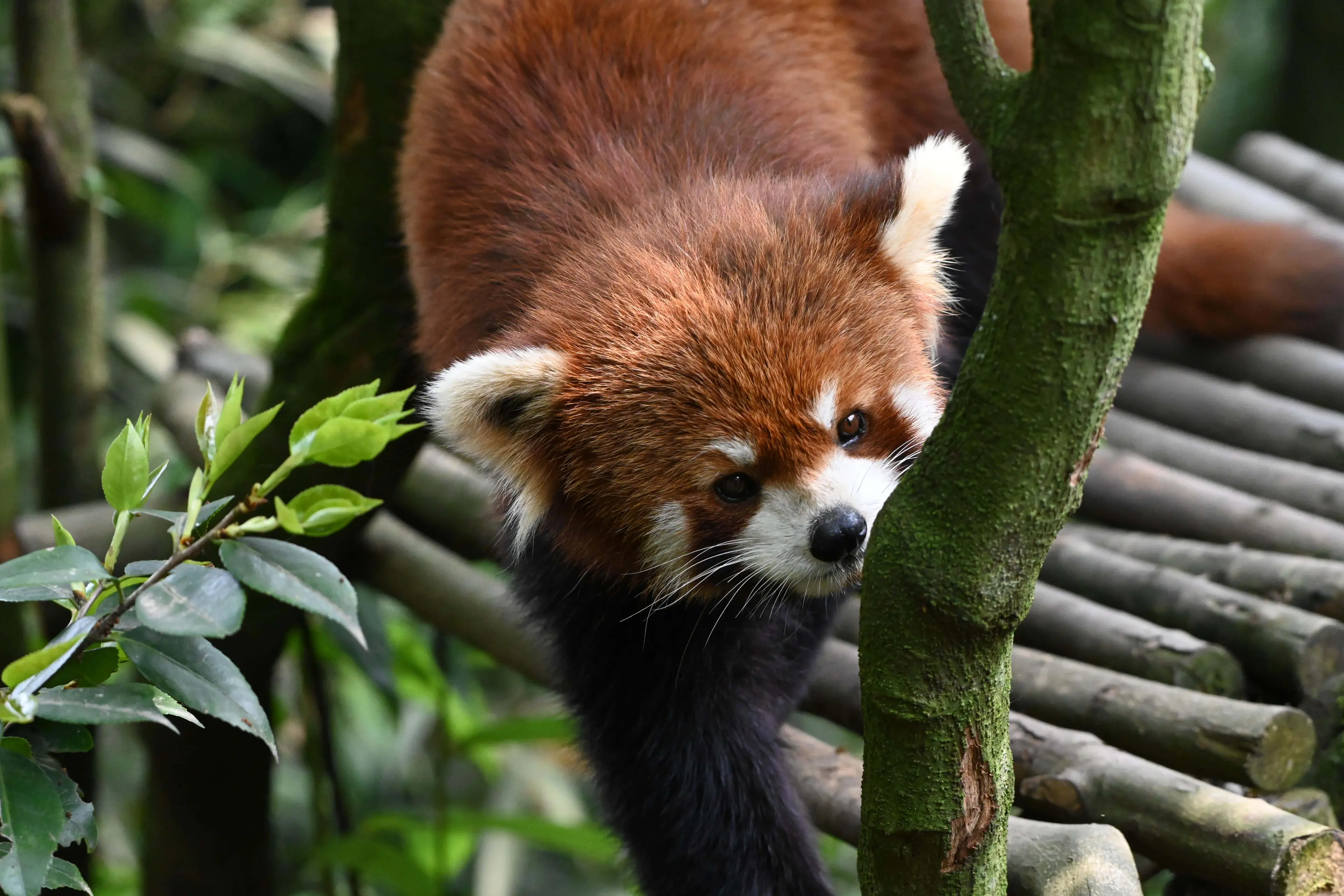 Red panda at Chengdu