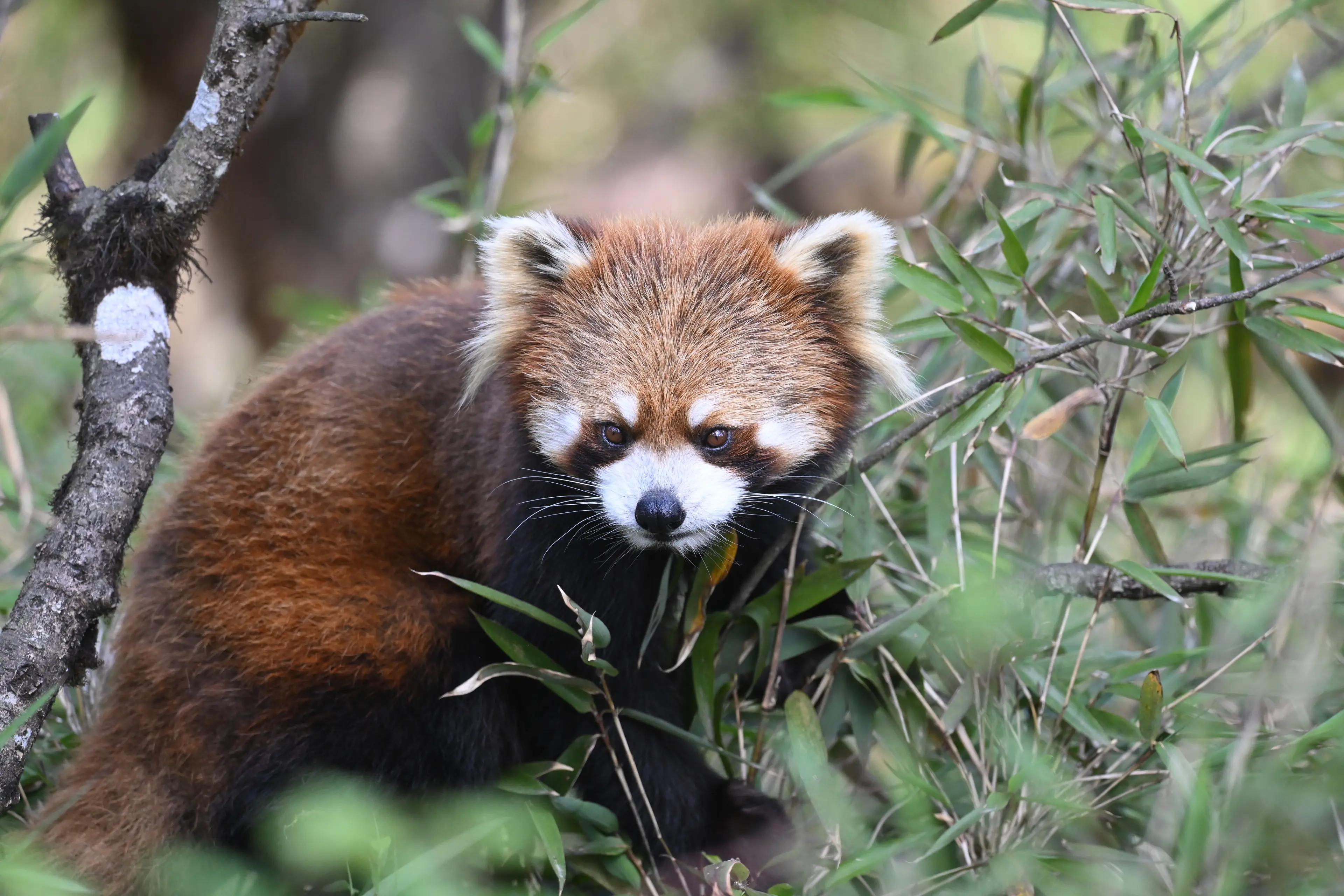 Red panda at Sichuan (2)