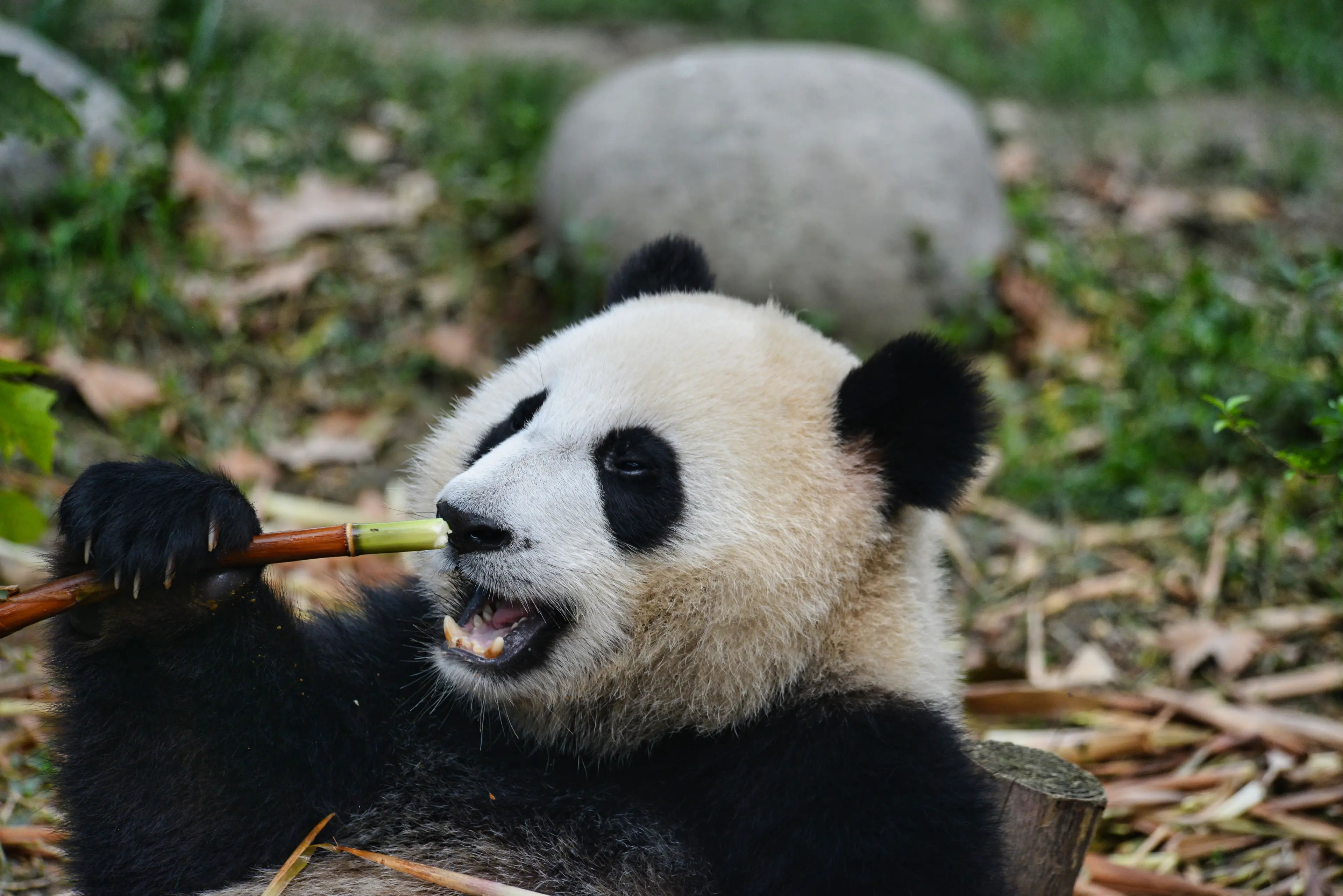 Giant panda at Ya'an Bifengxia, portrait