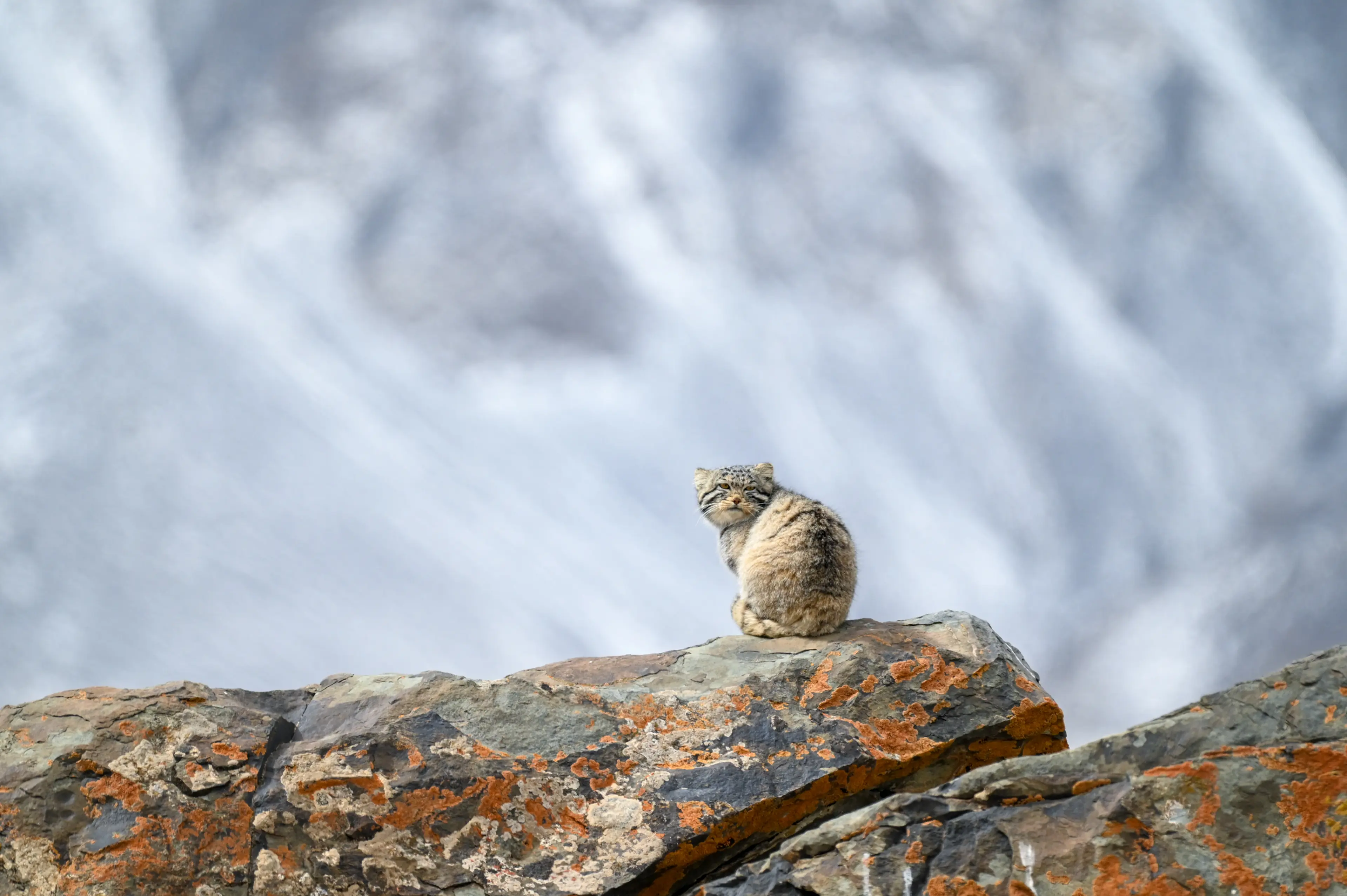 Pallas's cat at Qinghai