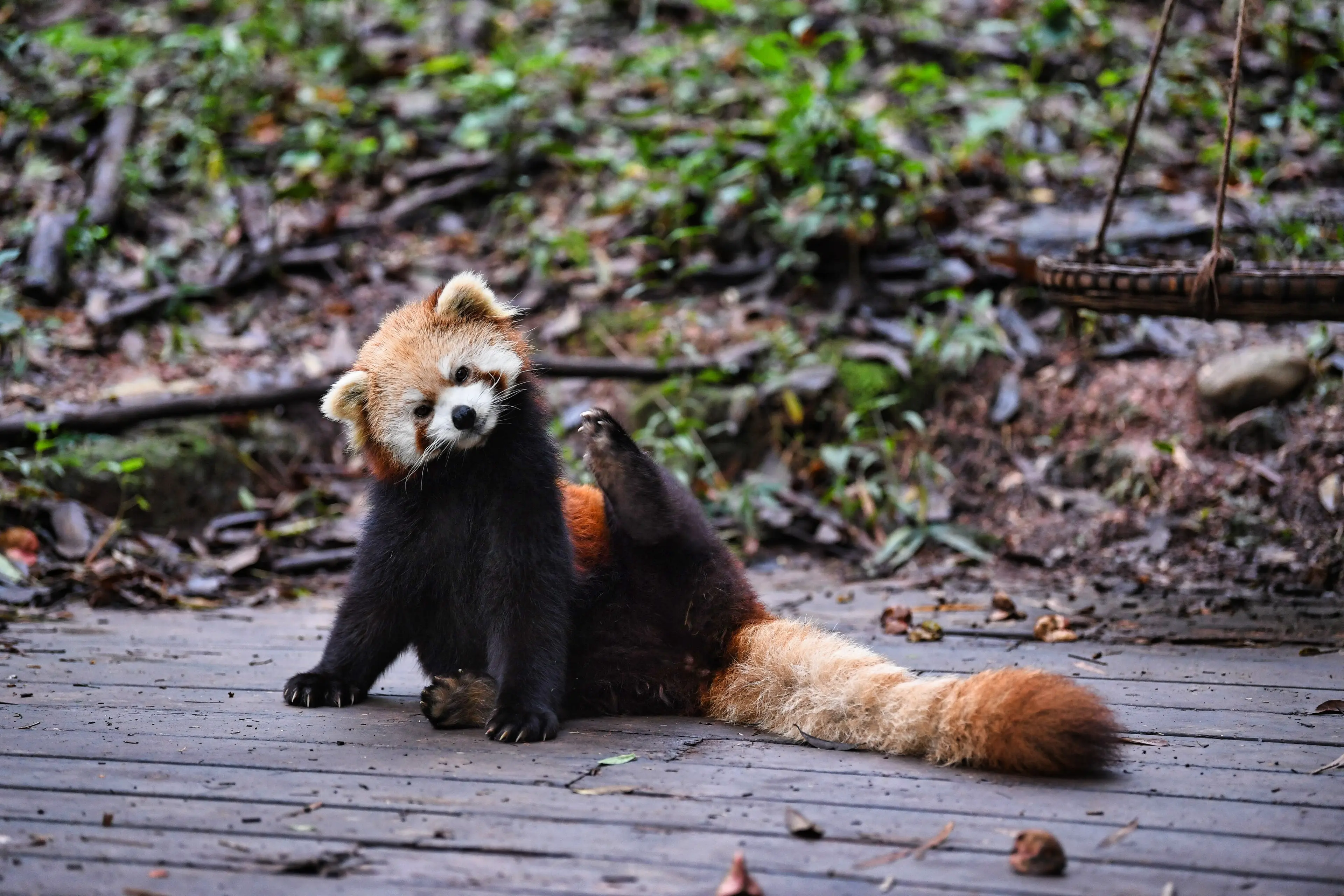 Red panda at Labahe