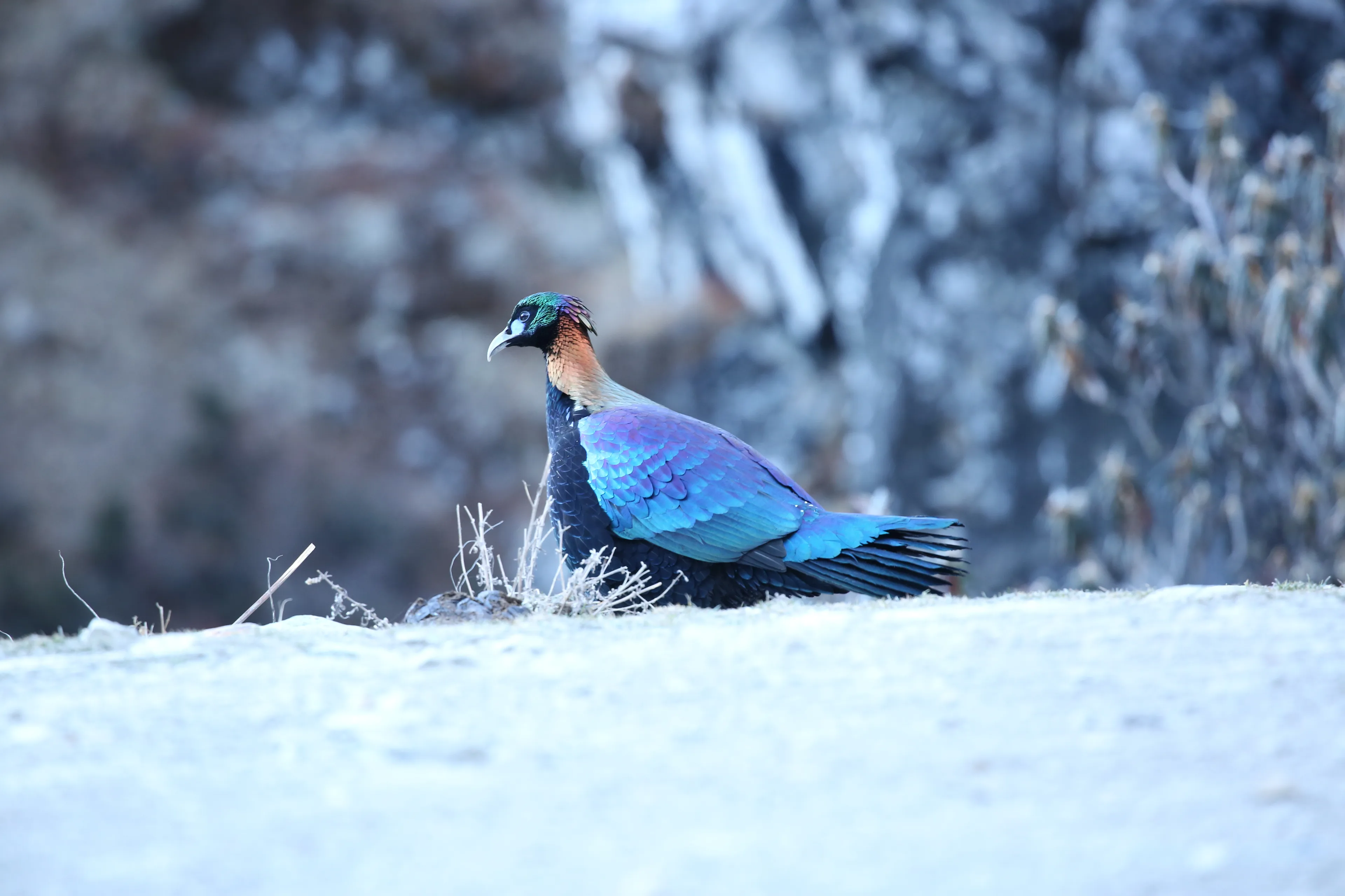 chinese monal stand in the snow mountain
