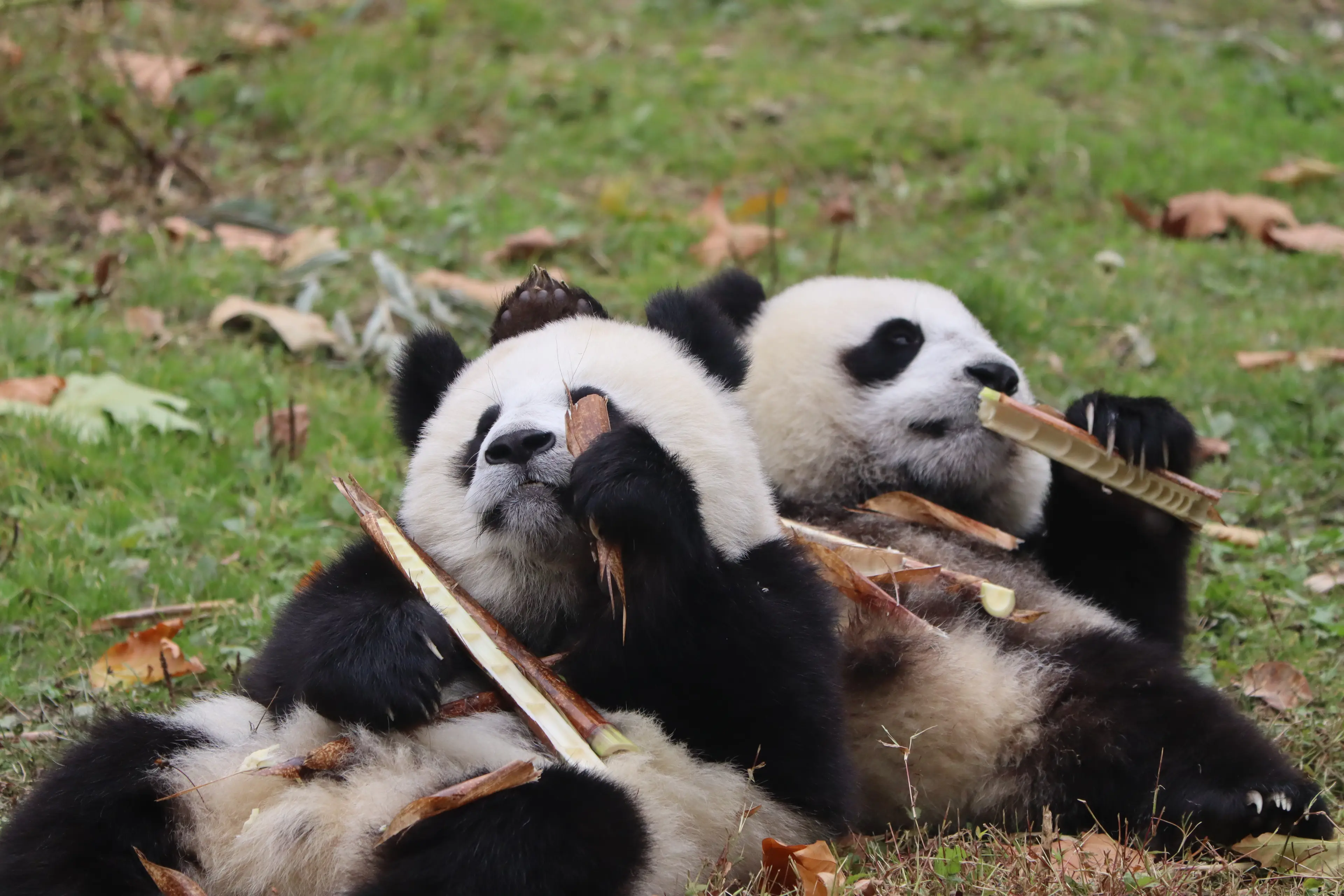 Giant panda at Wolong