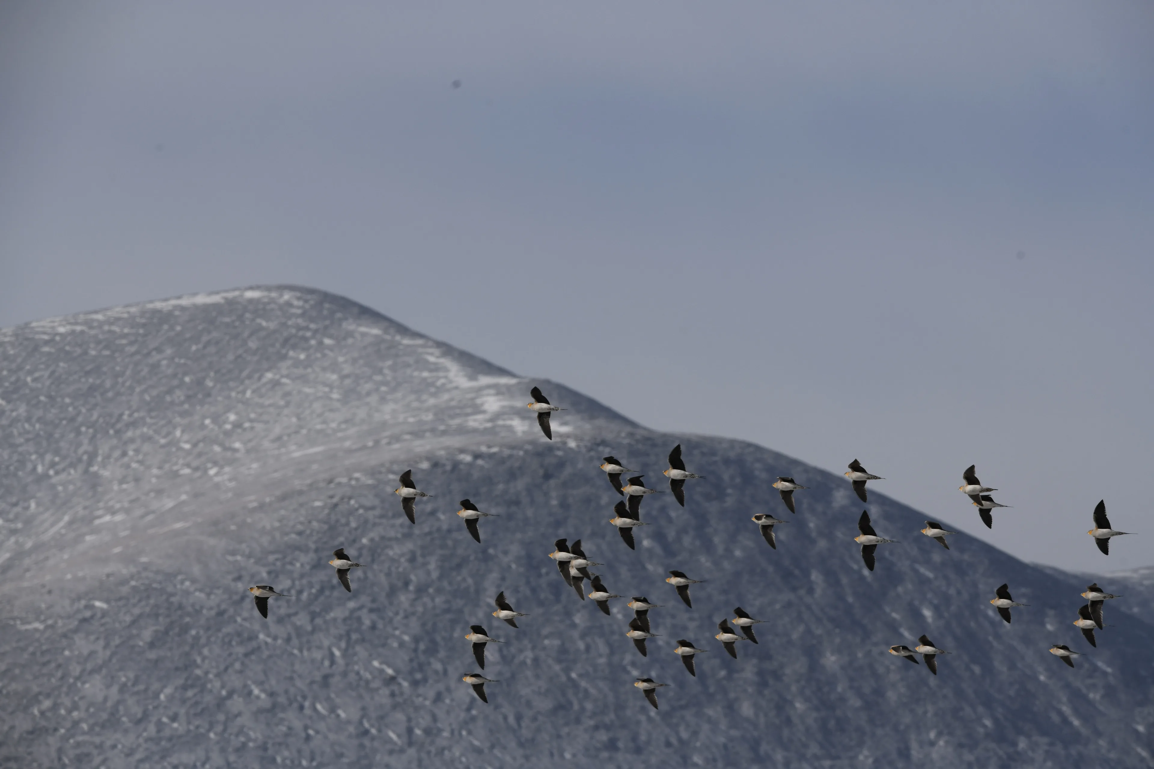flock of sandgrouse on the sky