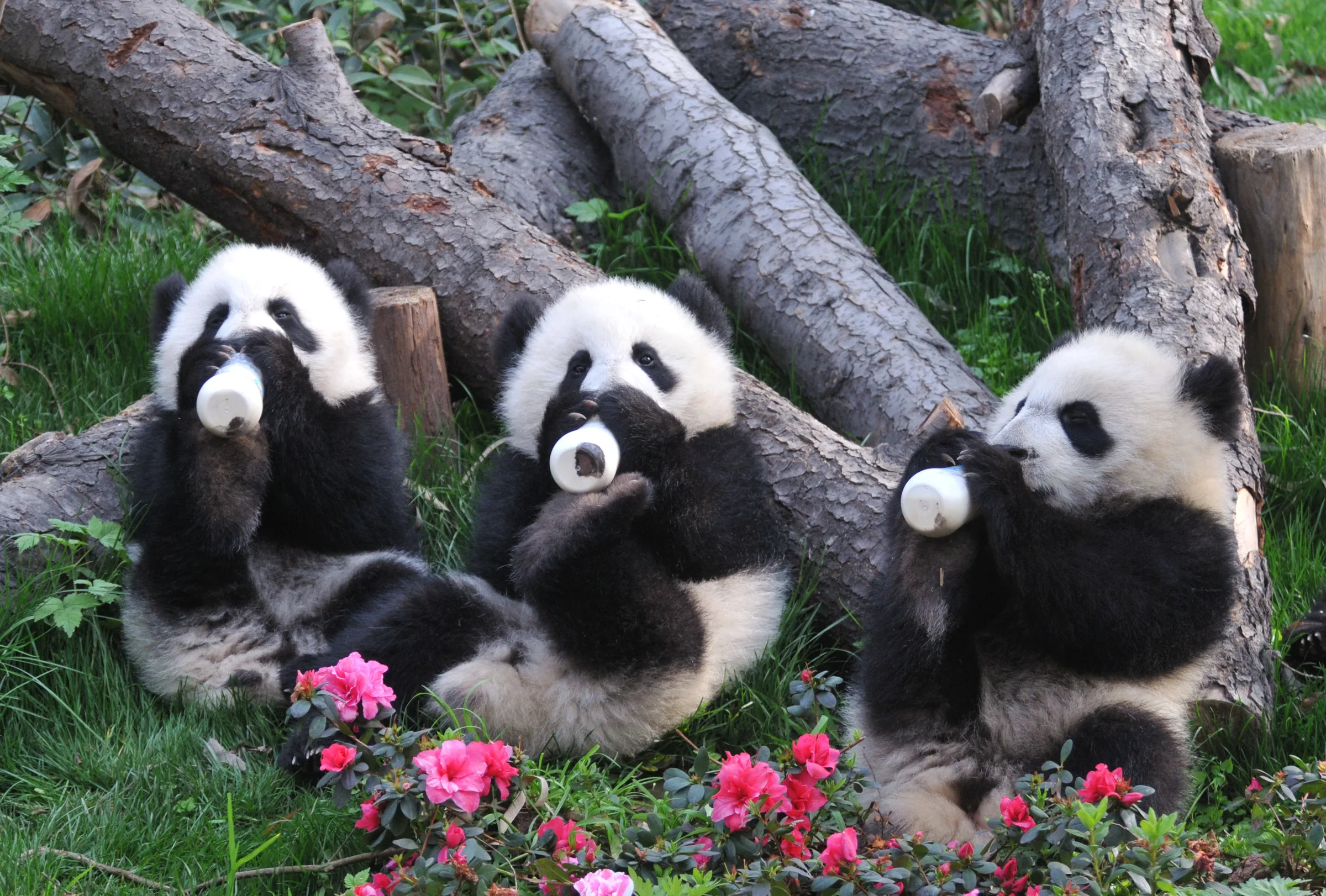 Giant panda at Wolong, juvenile