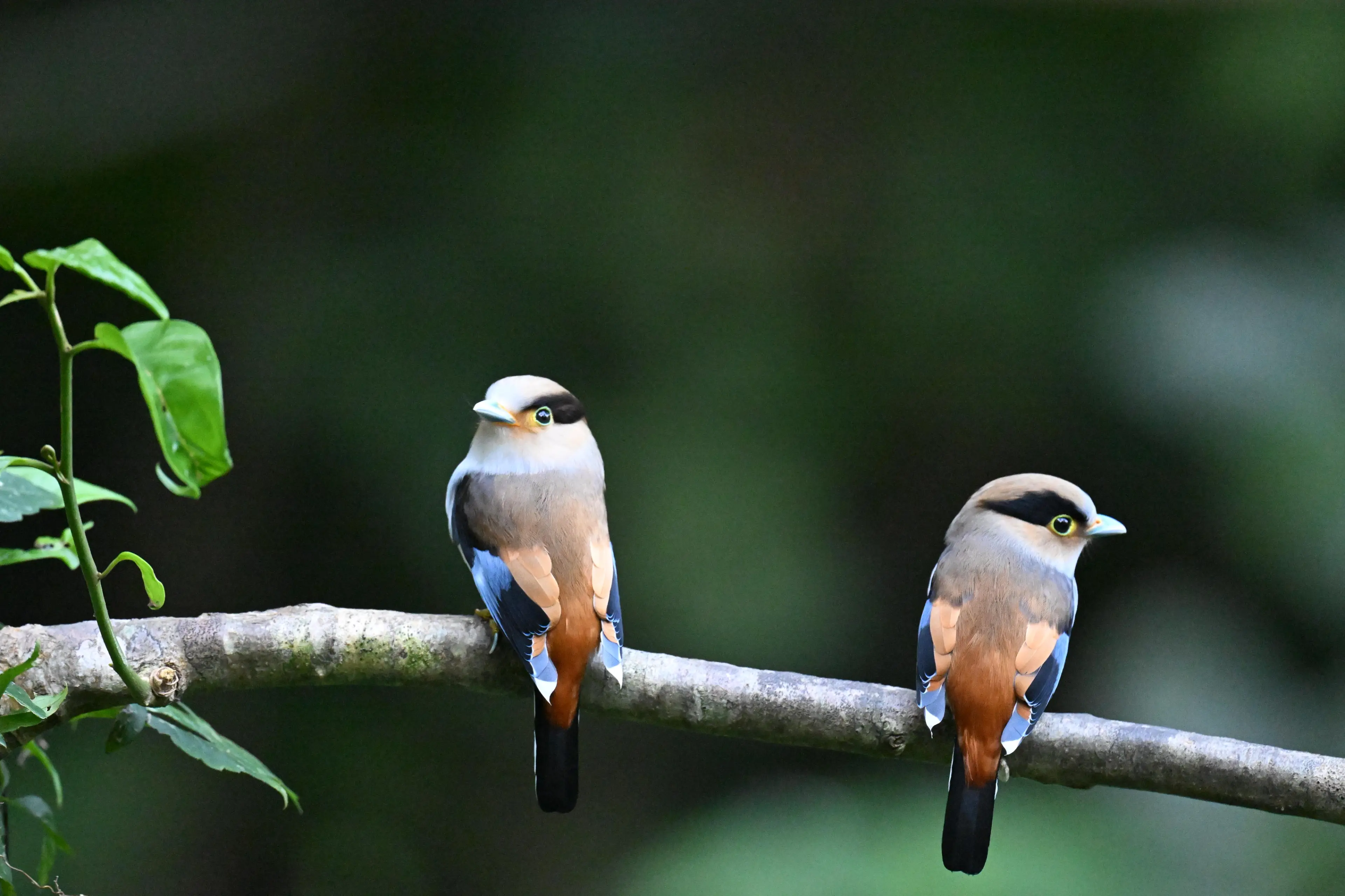 Silver-breasted broadbill at Yunnan (2)