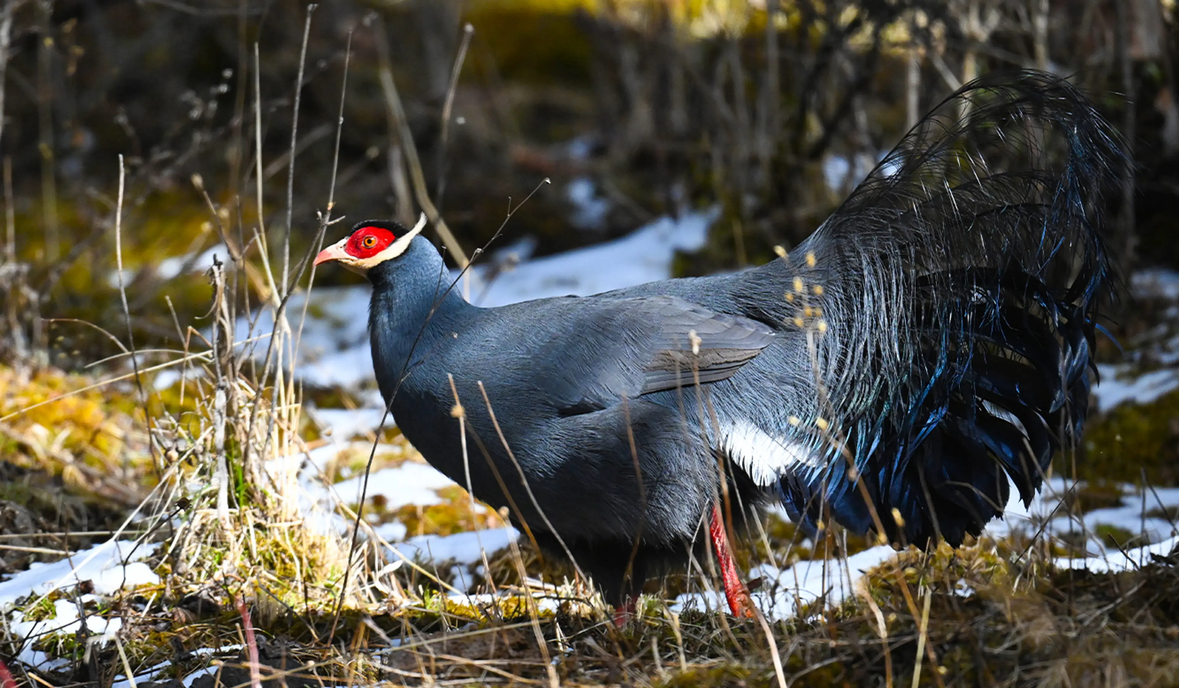 Blue-eared pheasant at Sichuan