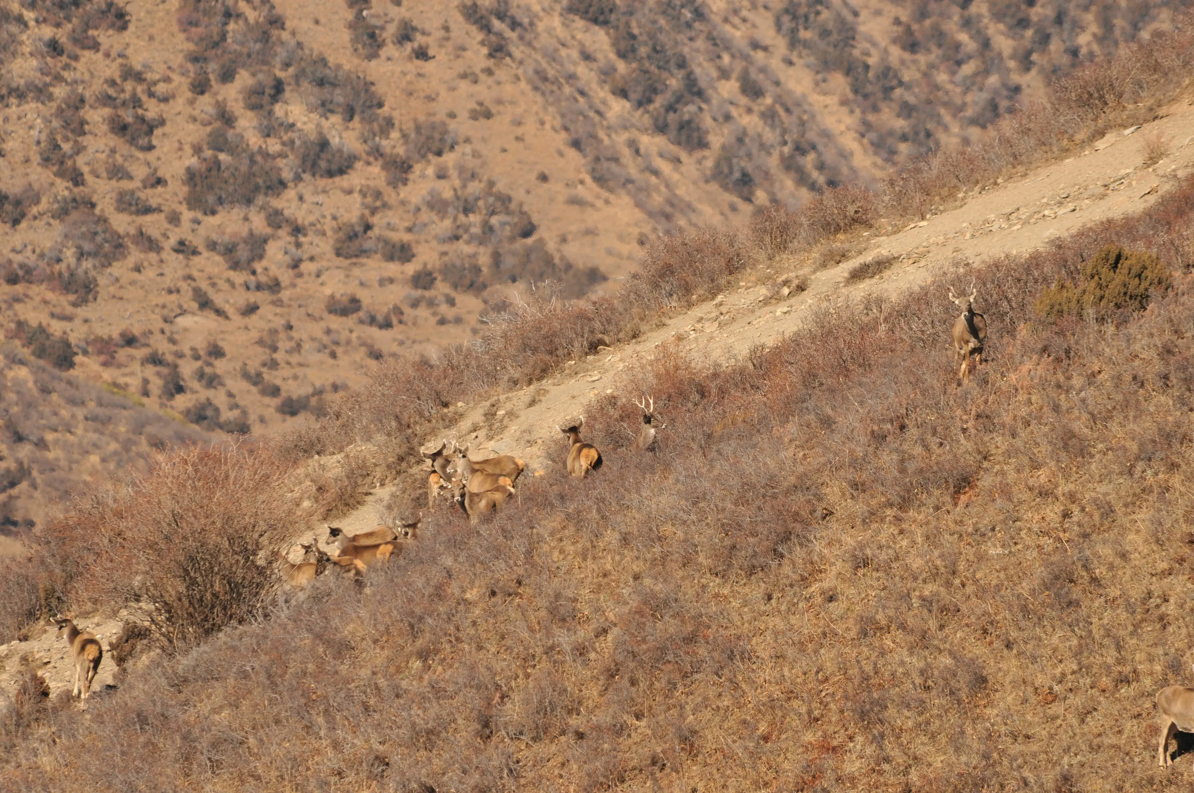 White-lipped deer at Sichuan