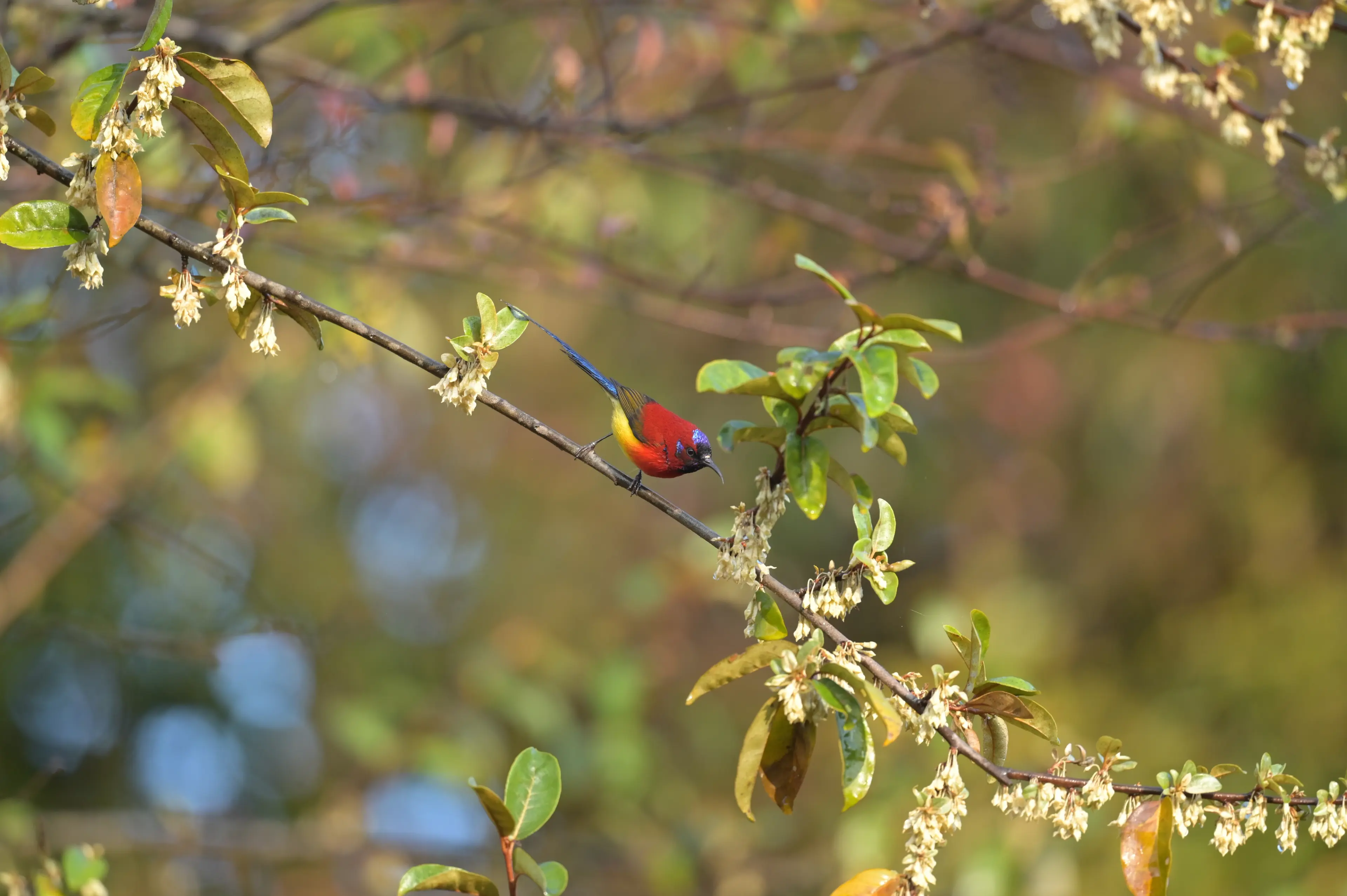 Sunbird at Yunnan