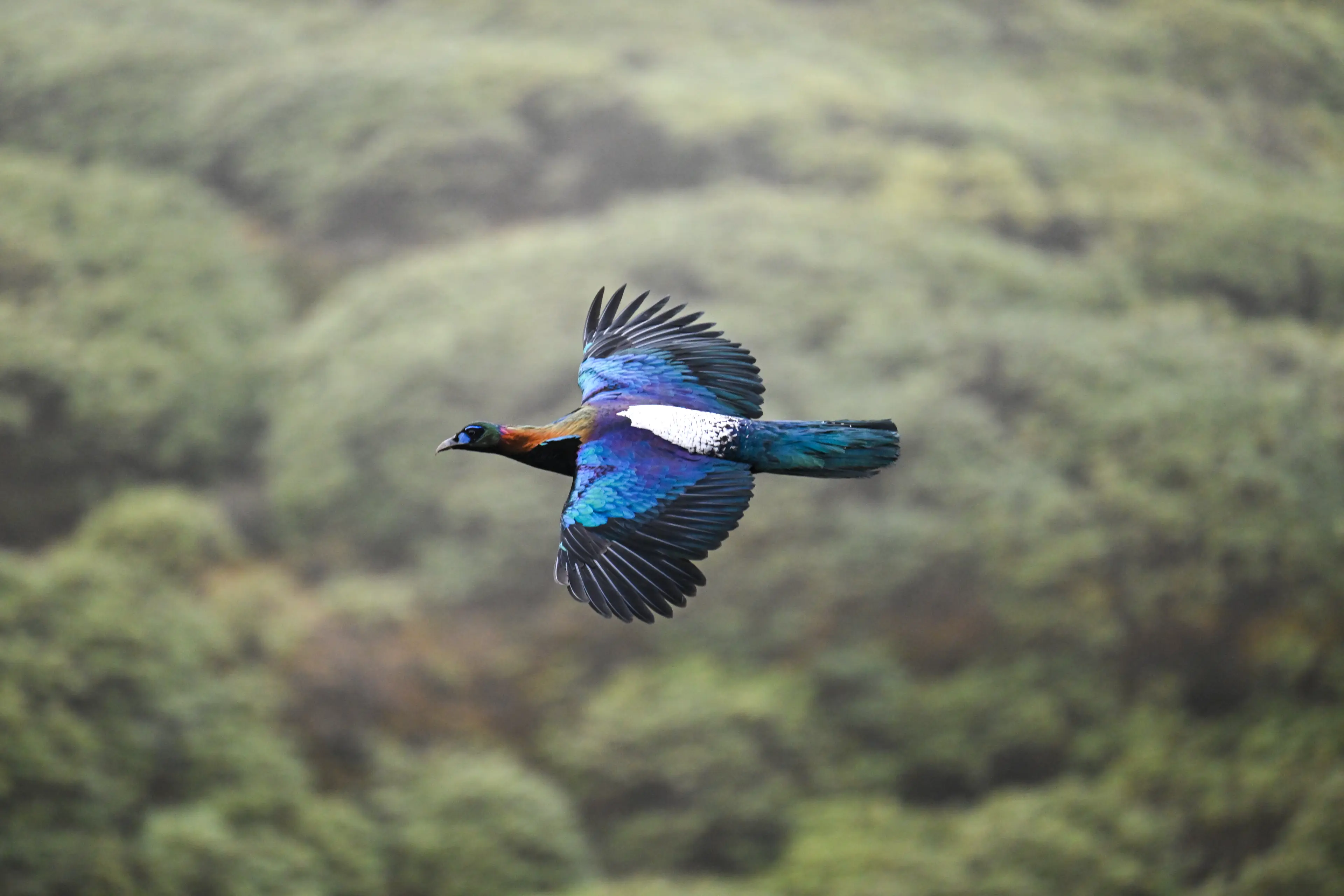 Chinese monal at Sichuan, in flight