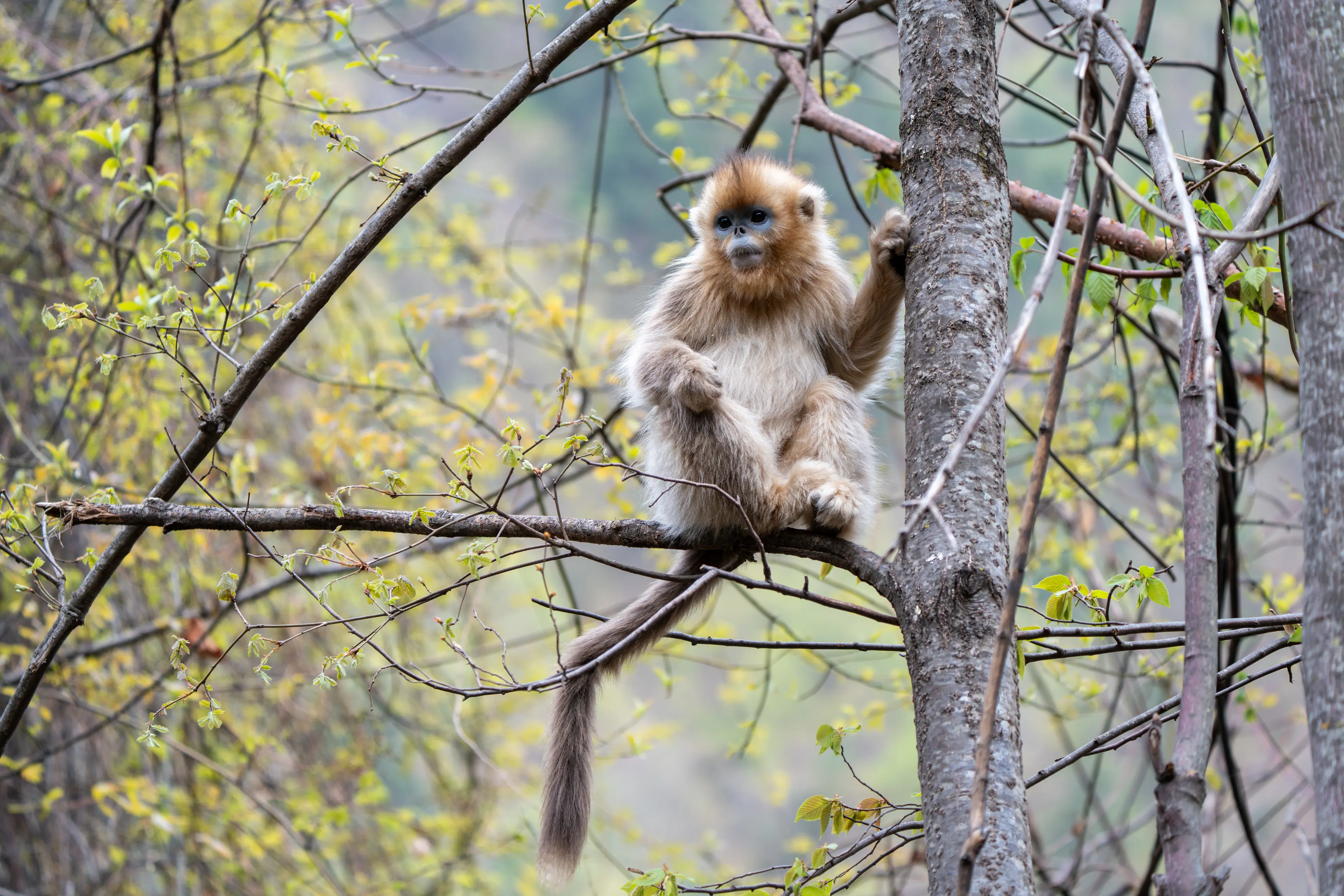 Golden snub-nosed monkey at Sichuan