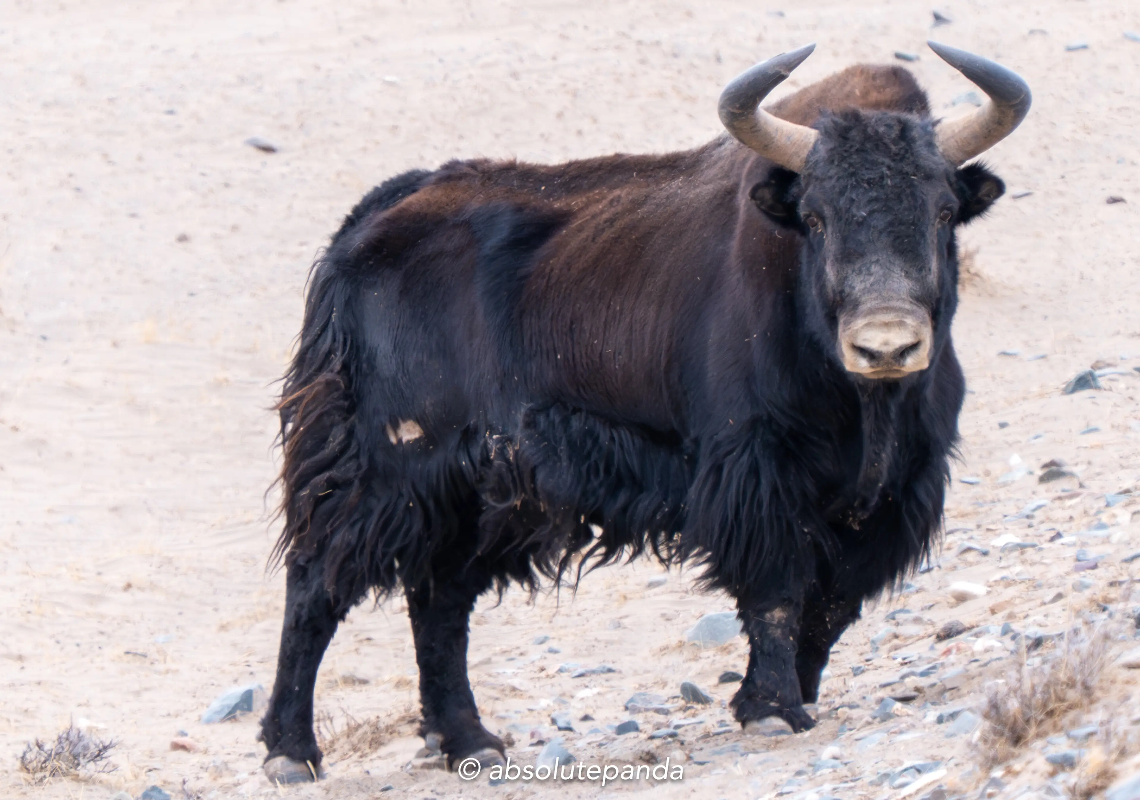 Wild yak at Qinghai