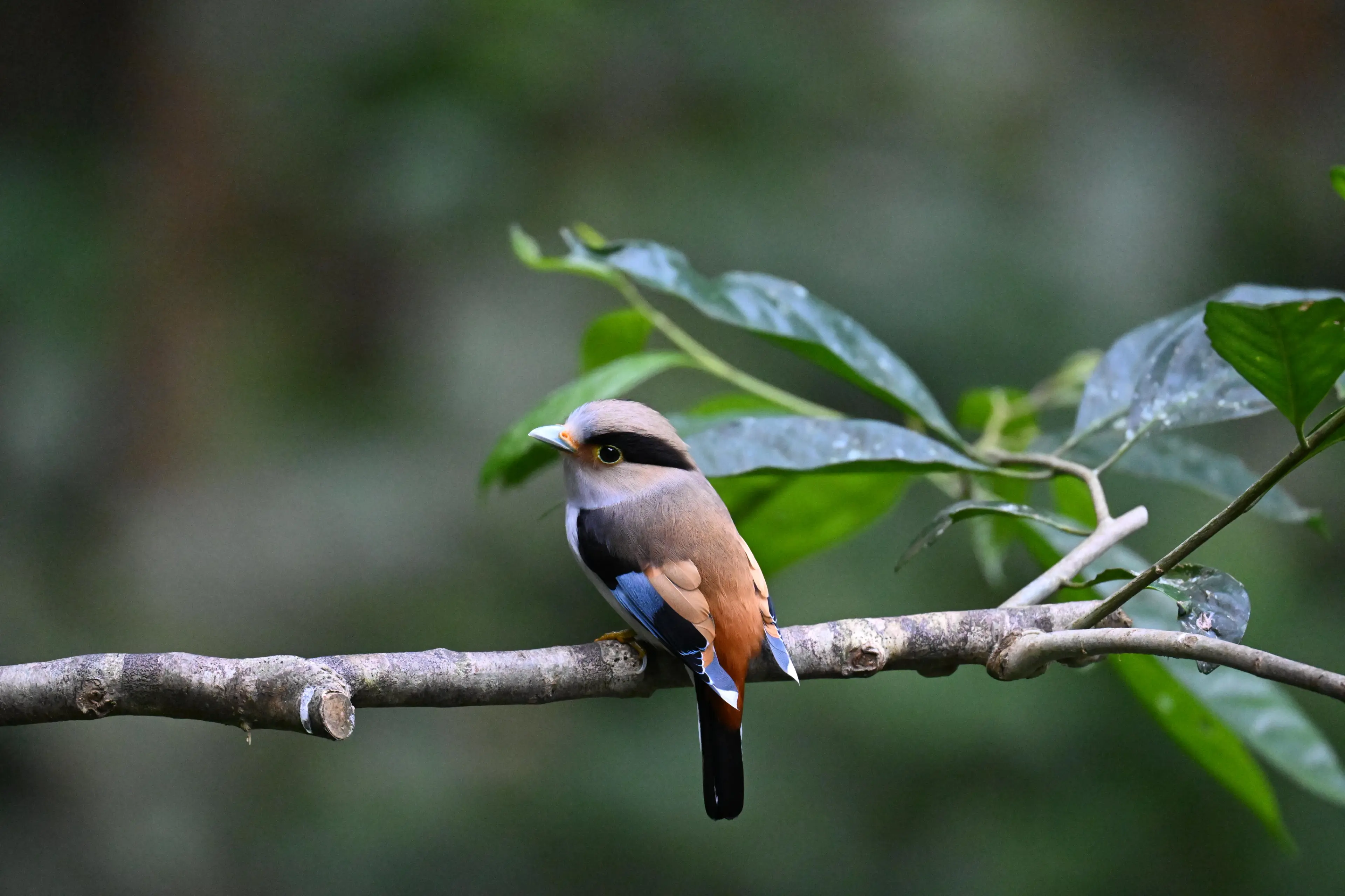 Silver-breasted broadbill at Yunnan (1)