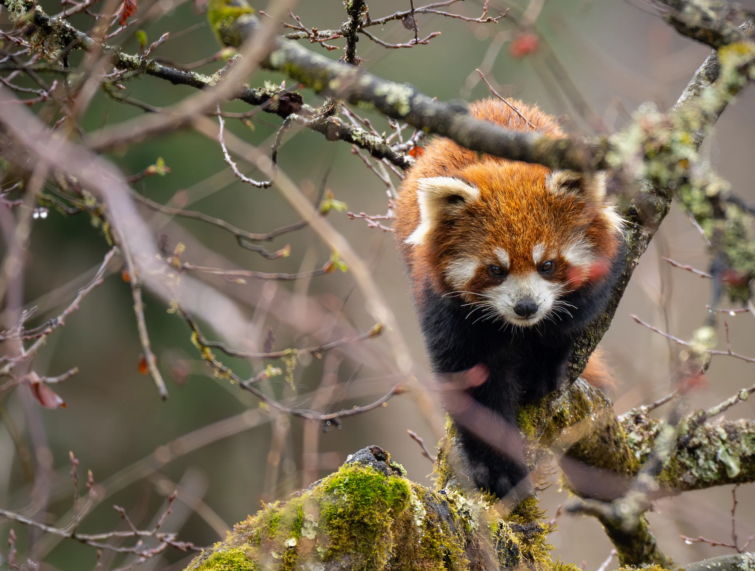 Red panda at Labahe (1)