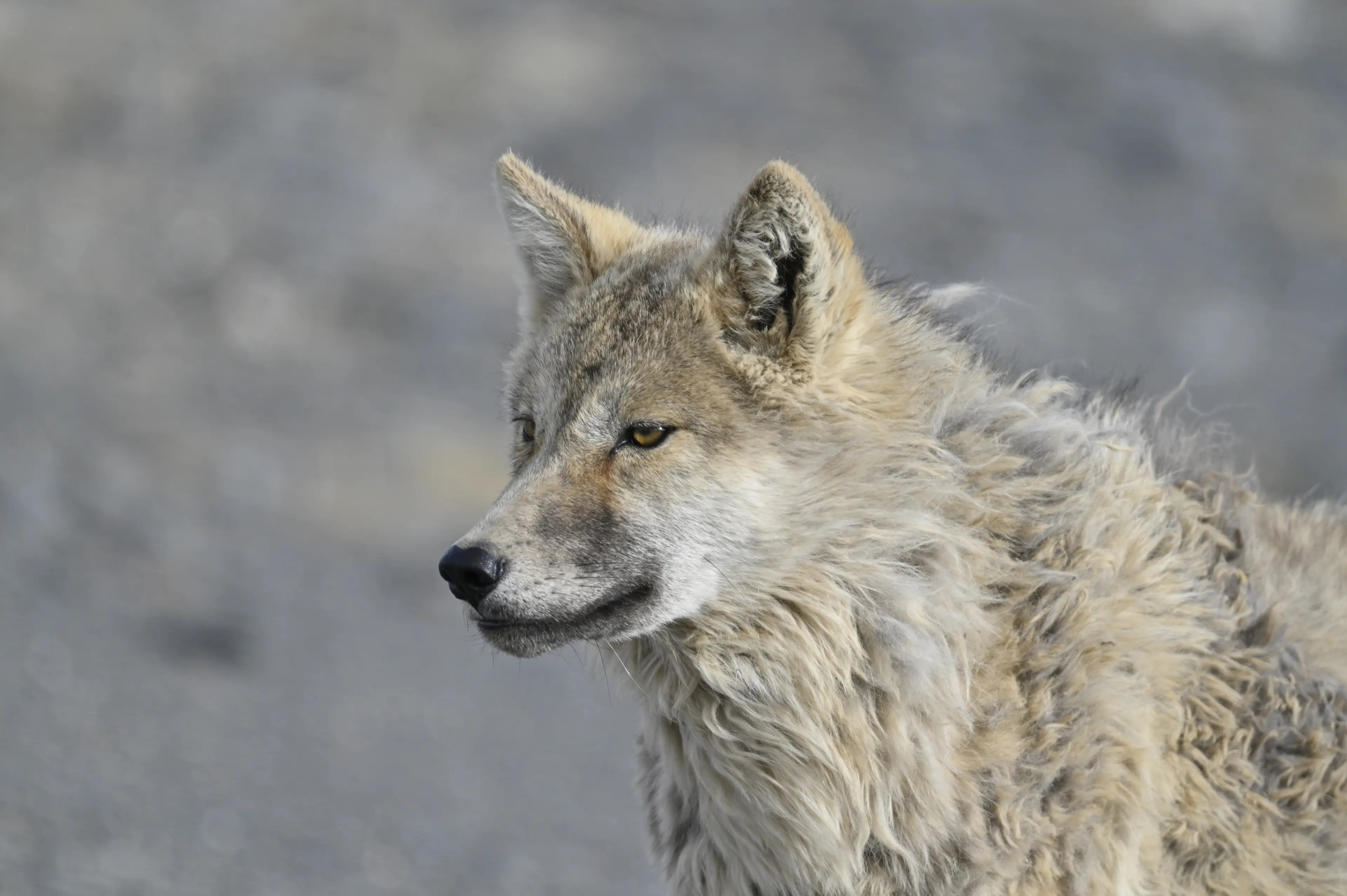 Tibetan wolf at Qinghai, portrait