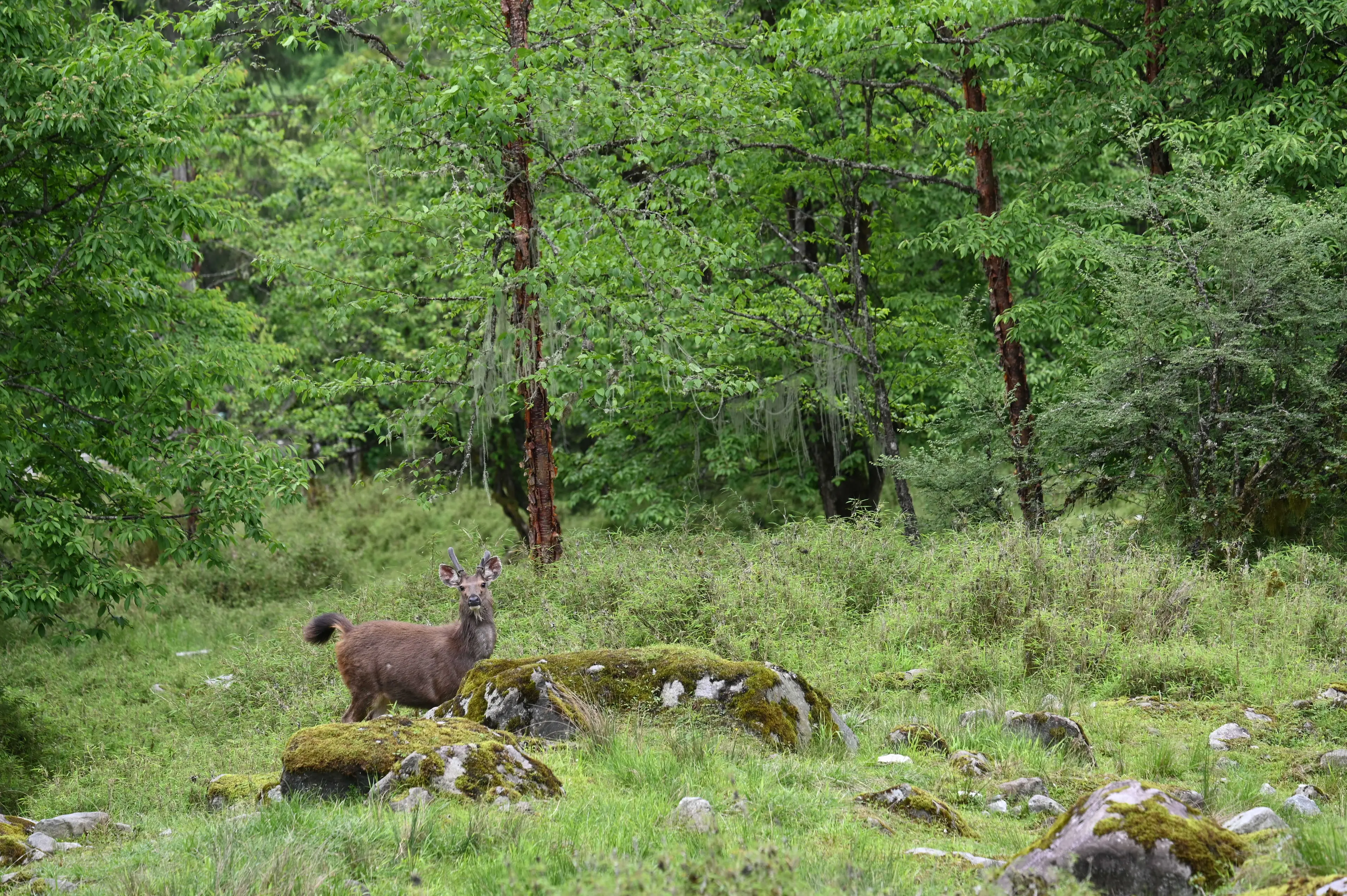 Sambar deer at Sichuan