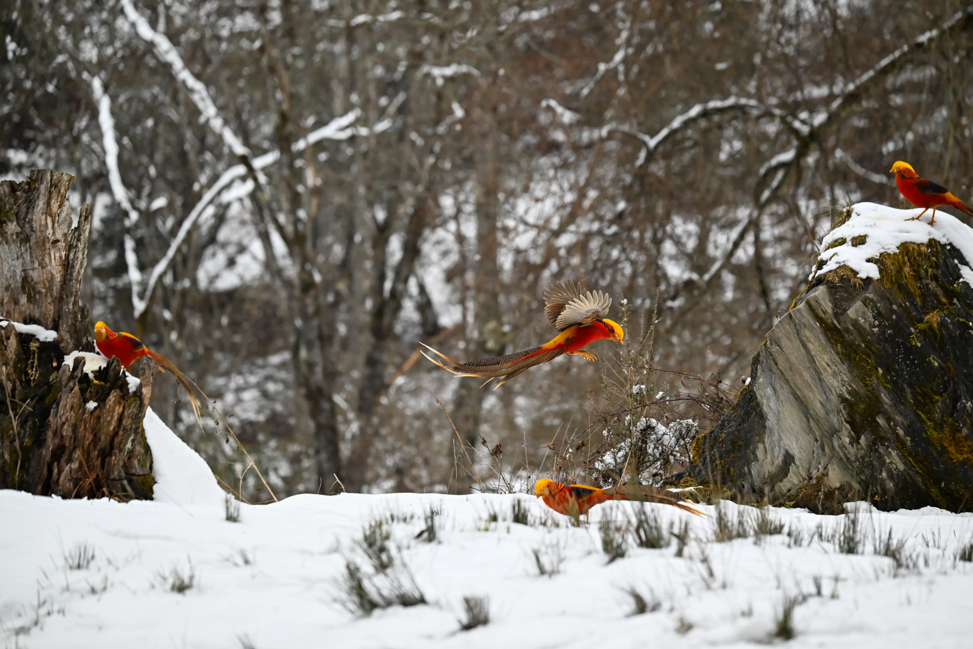Golden pheasant at Sichuan