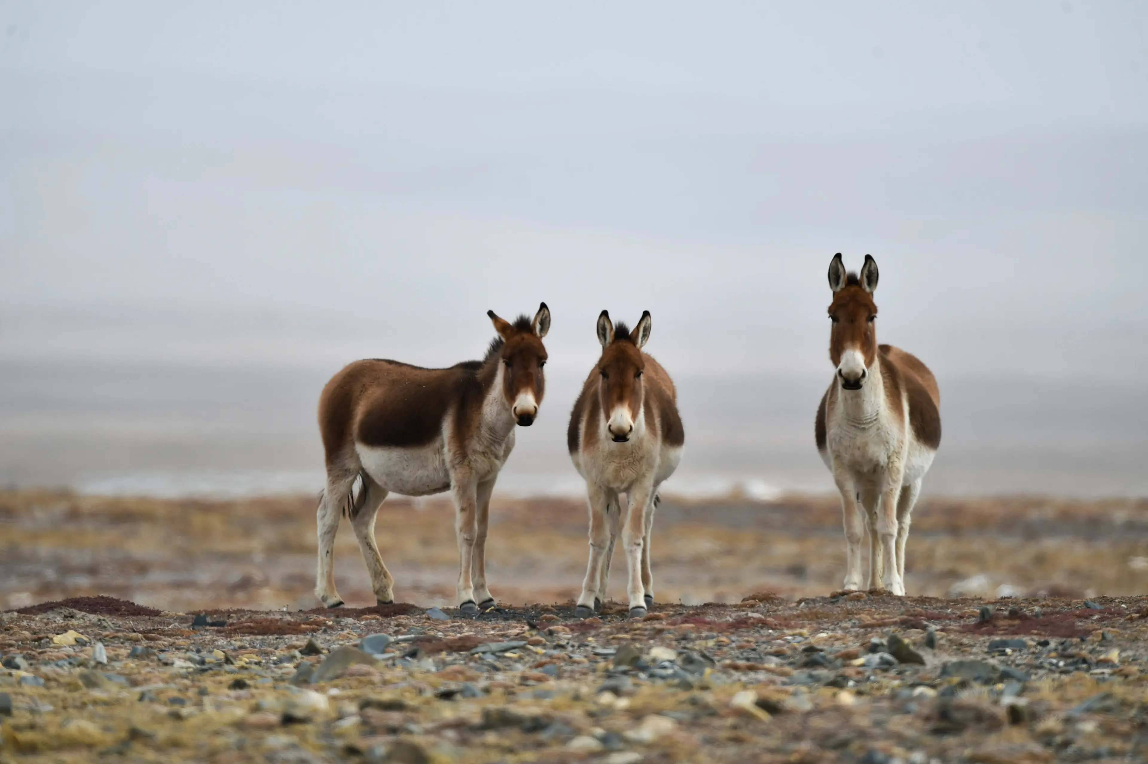 Kiang at Qinghai