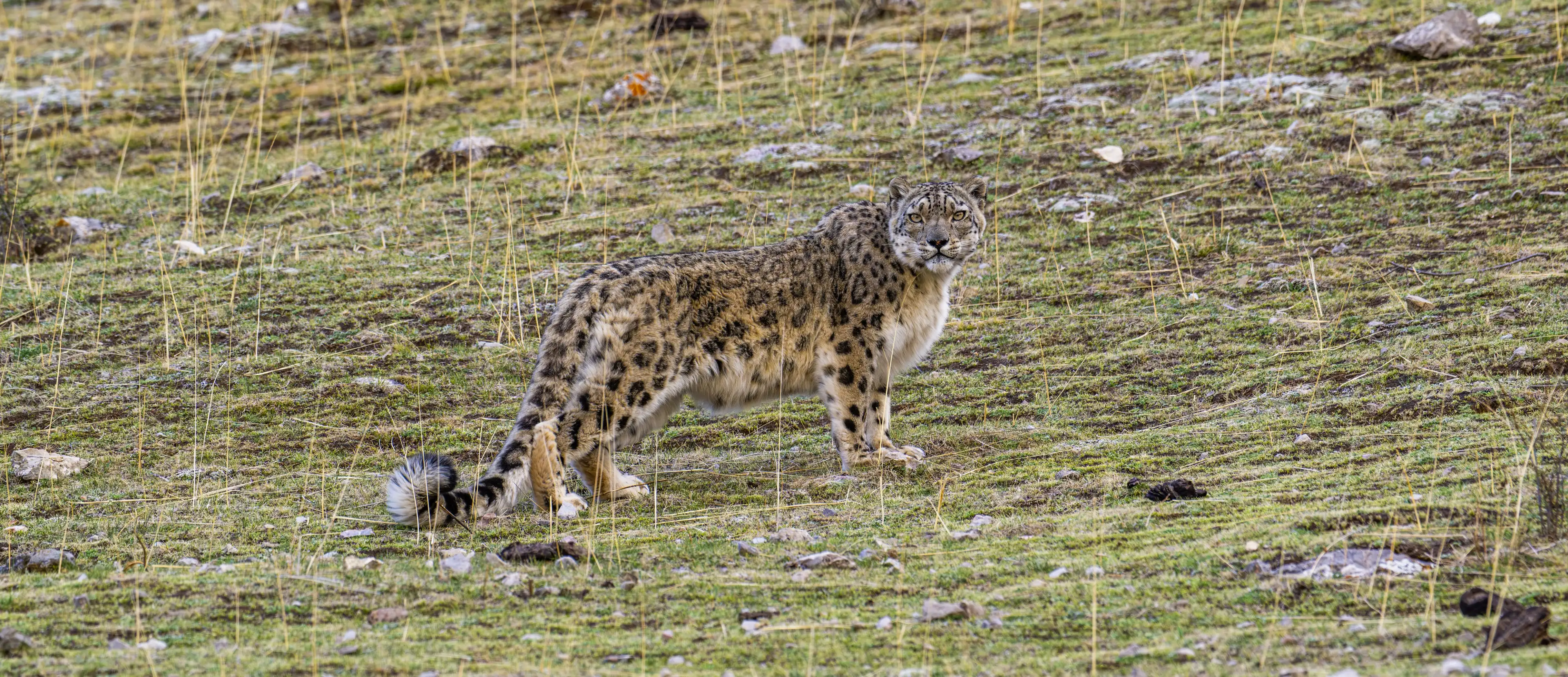 Snow leopard at Qinghai