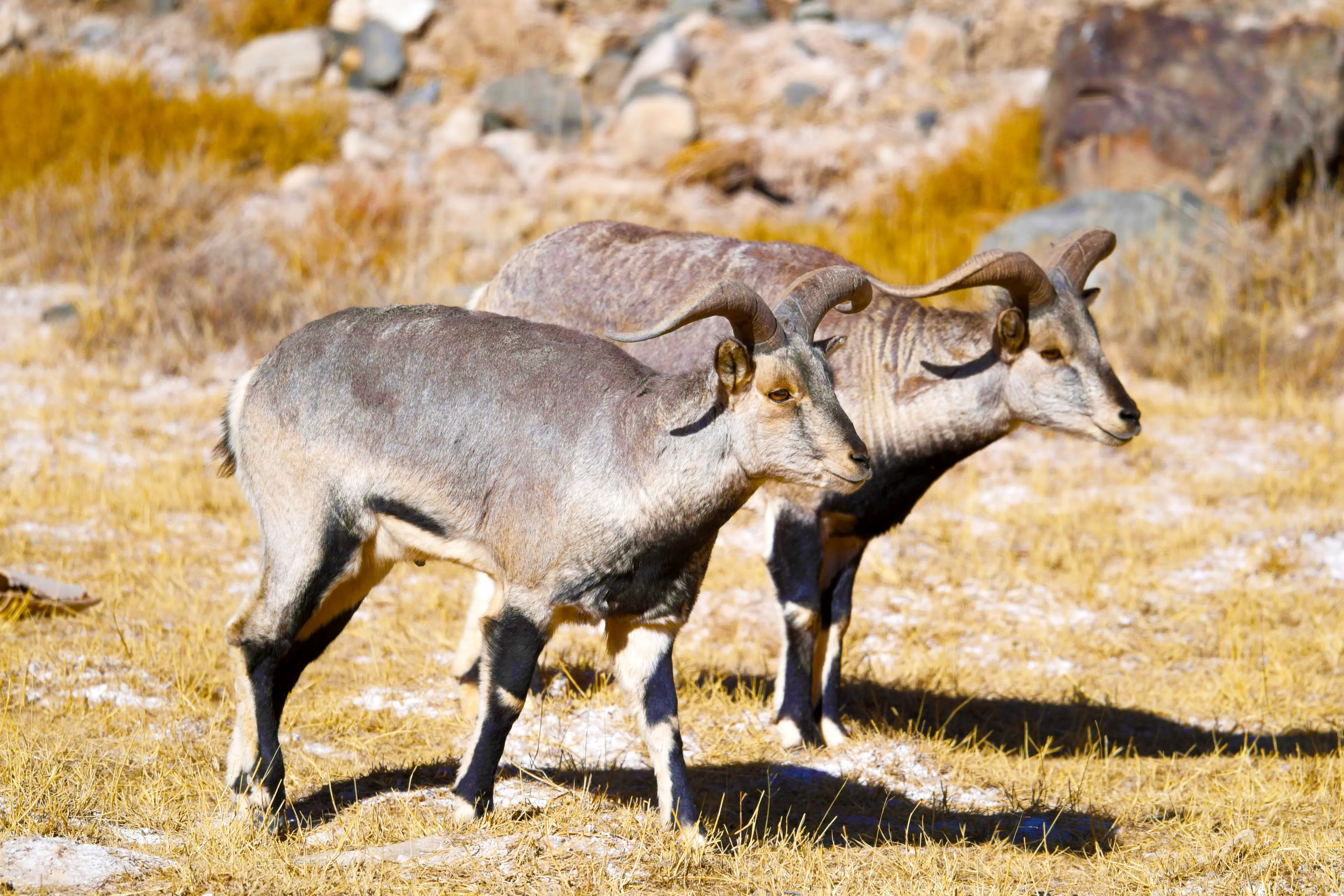 Blue sheep at Sichuan