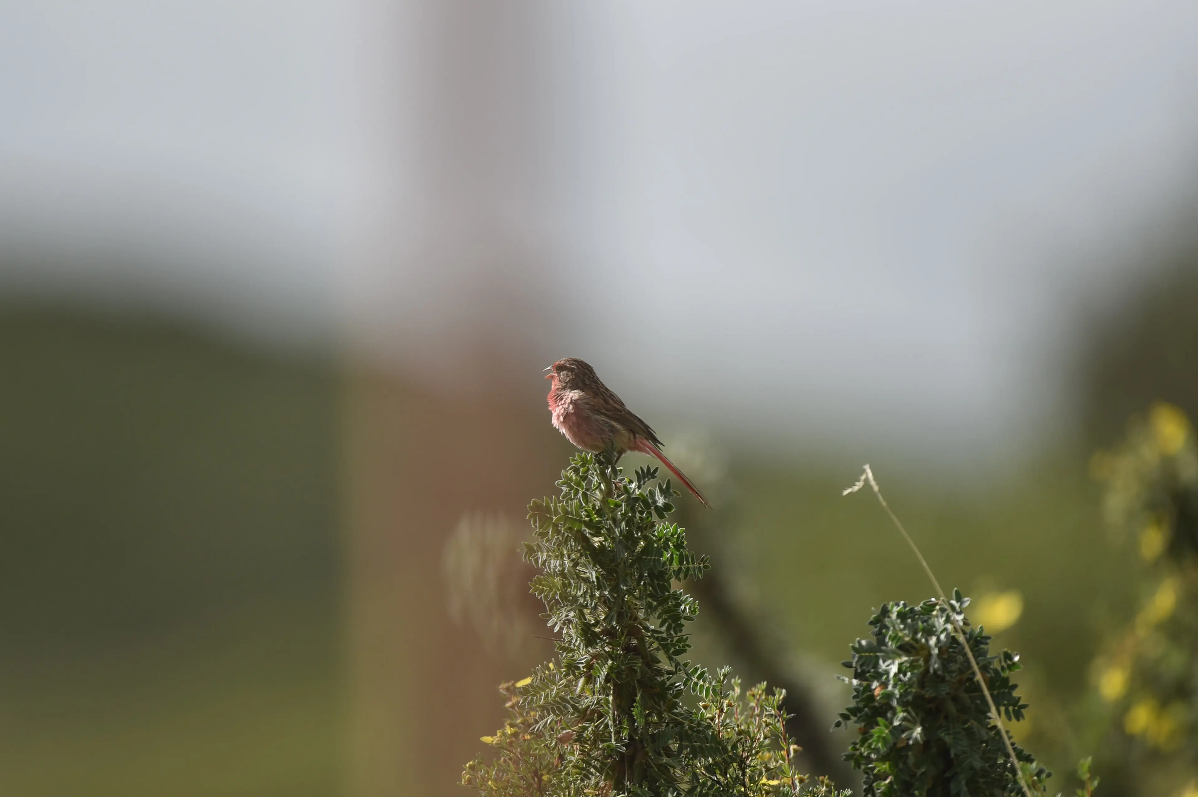 przevalskis-pinktail-przevalskis-finch-ruoergai.jpg