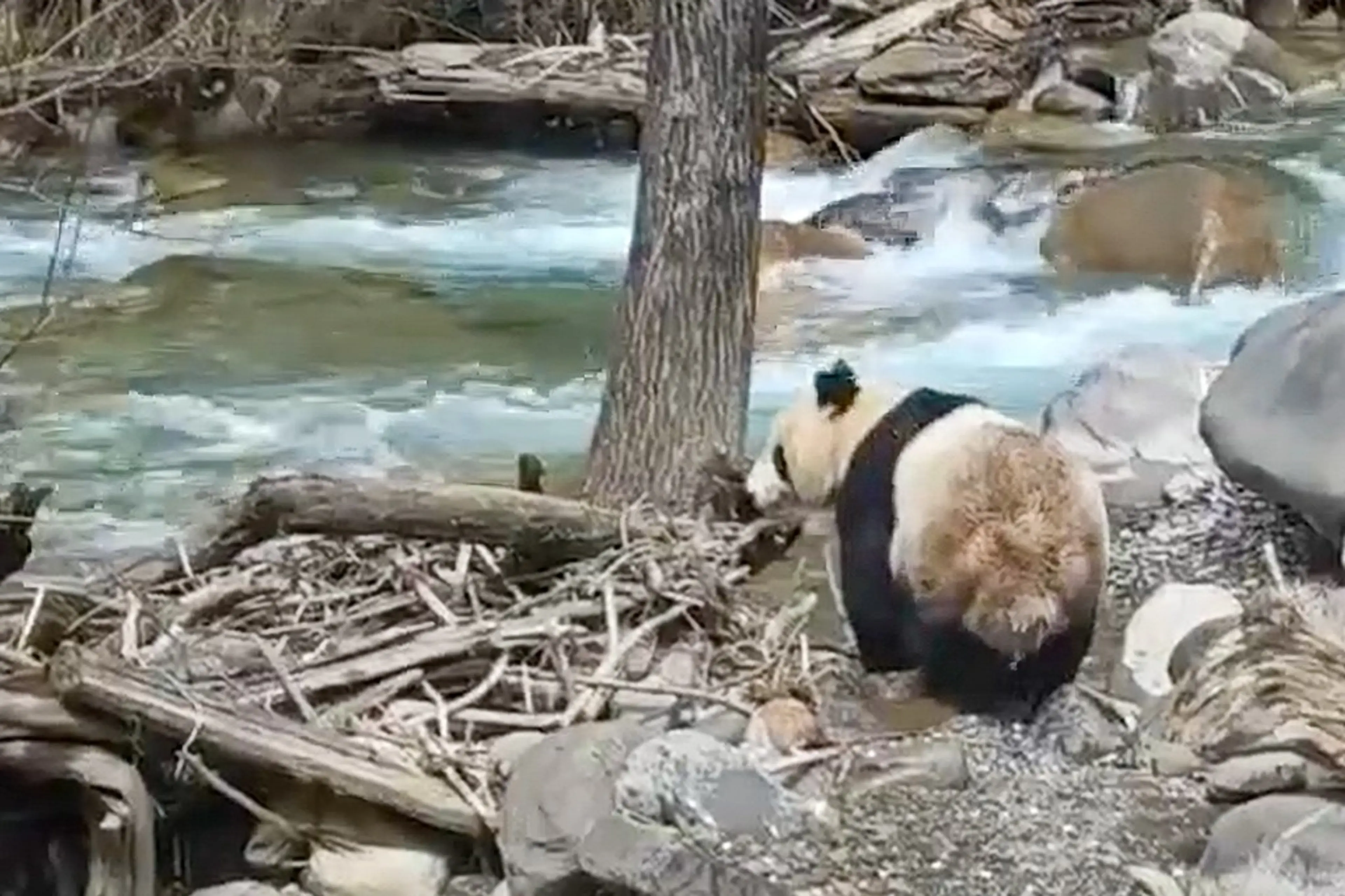 Giant panda at Jiajinshan