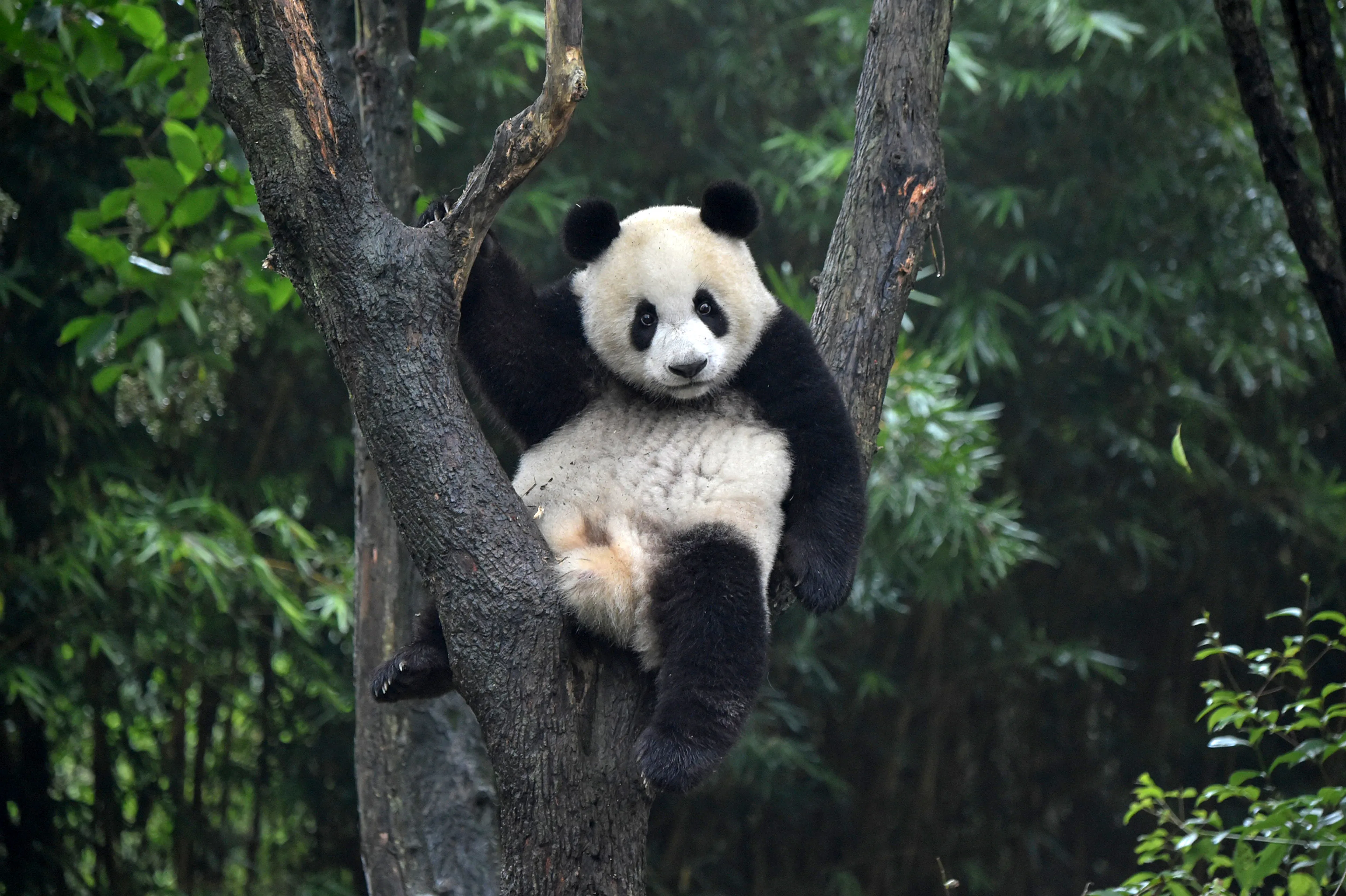 panda on the tree2